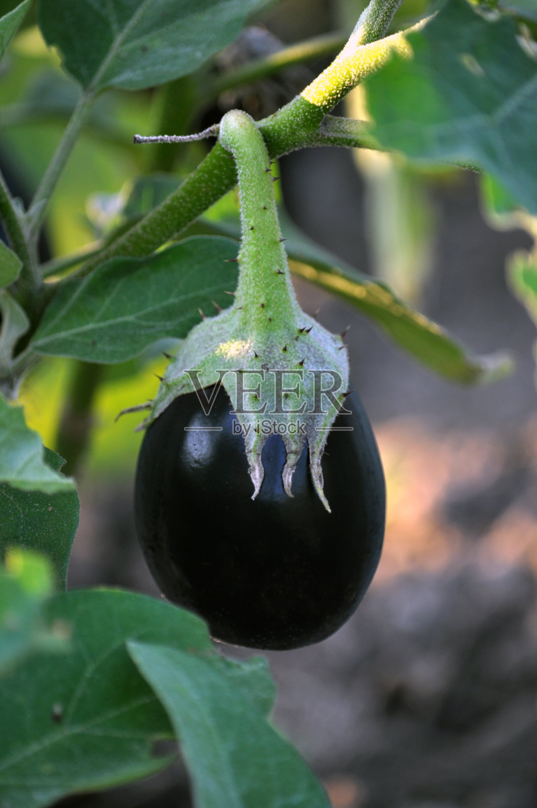 在土壤中，蓝茄子生长照片摄影图片