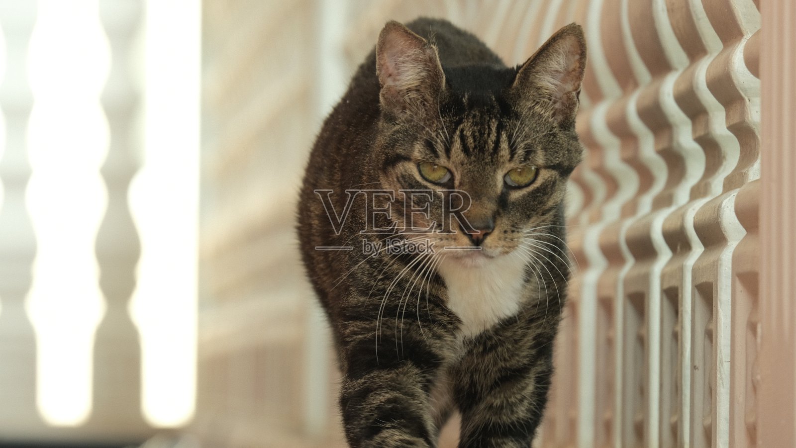 嘿!不许动，不要逃跑。我去找你!照片摄影图片