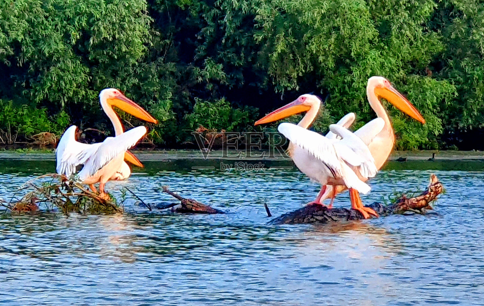 多瑙河三角洲- Murighiol，罗马尼亚照片摄影图片