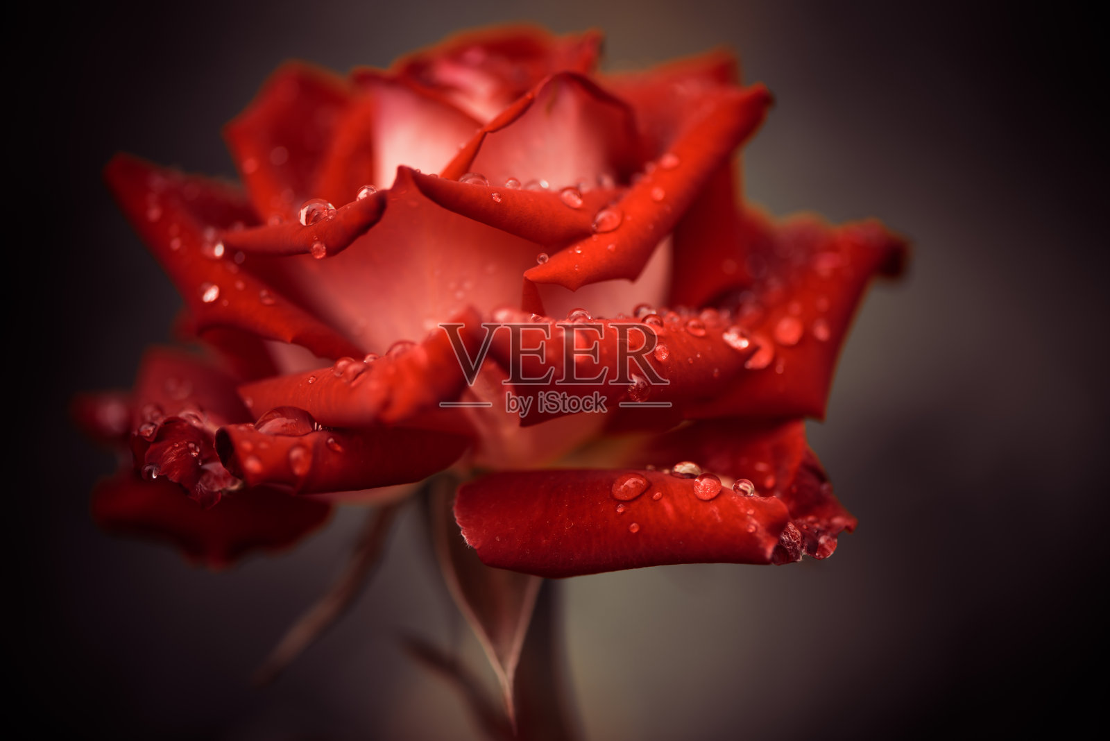 花园玫瑰花蕾带滴照片摄影图片