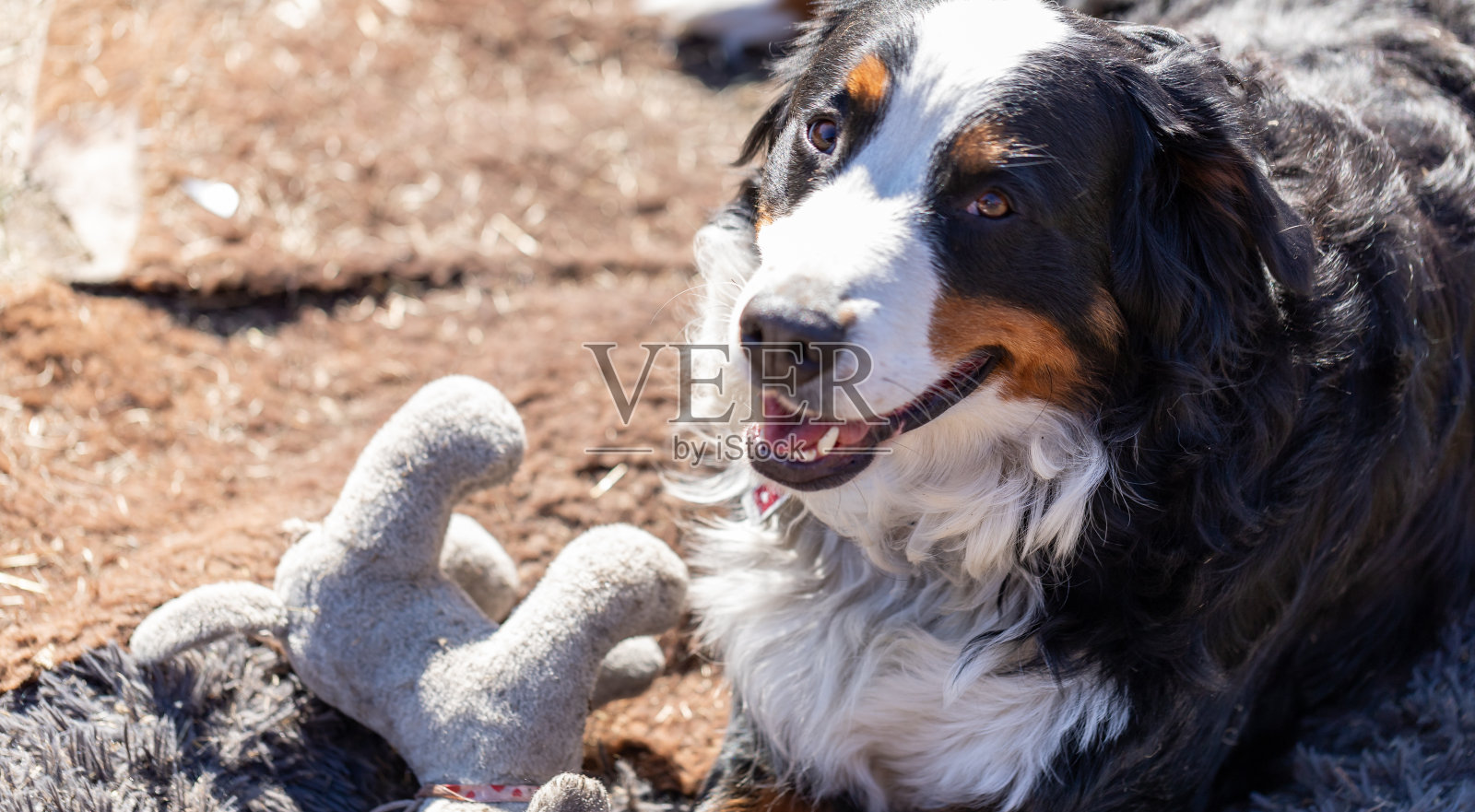 大伯尔尼山犬躺在家里花园的地上。照片摄影图片
