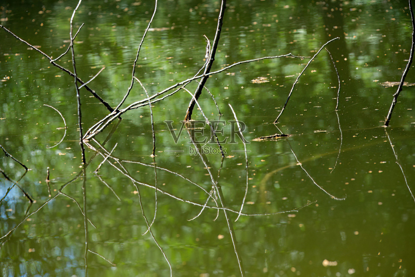 水面上的树枝照片摄影图片