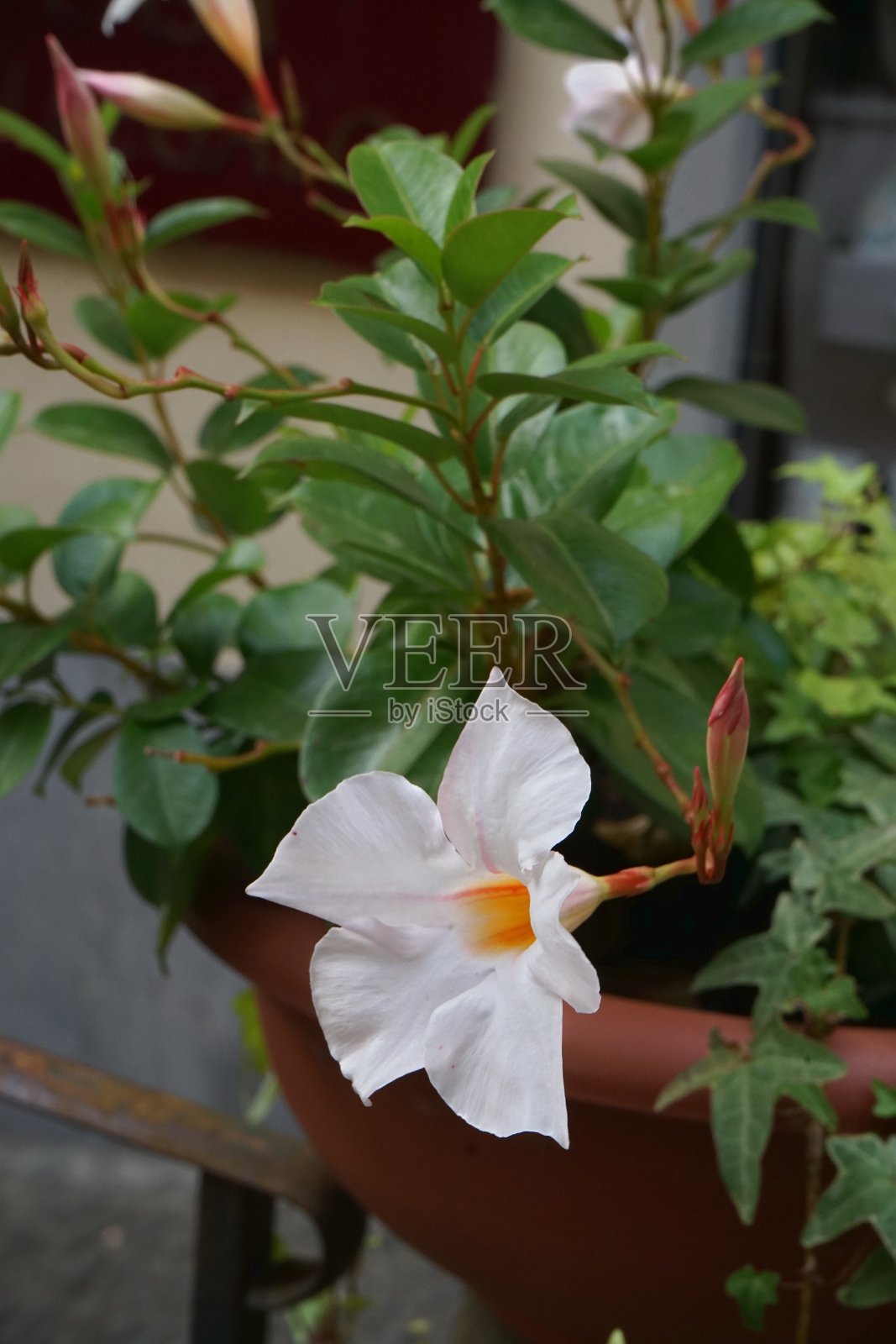 加法尼亚纳的双翅目（Mandevilla laxa）的花朵照片摄影图片