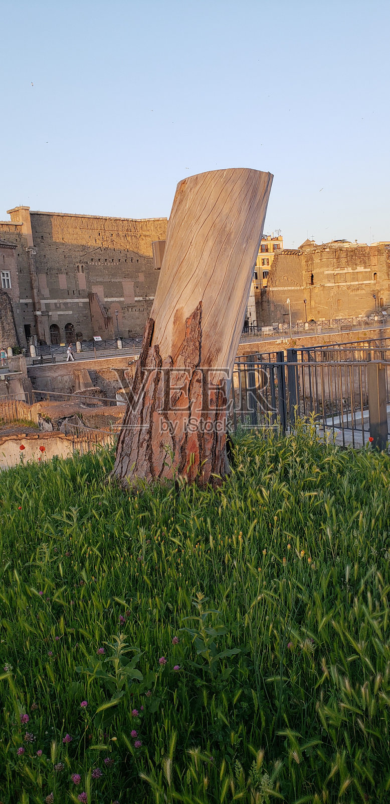 树皮照片摄影图片