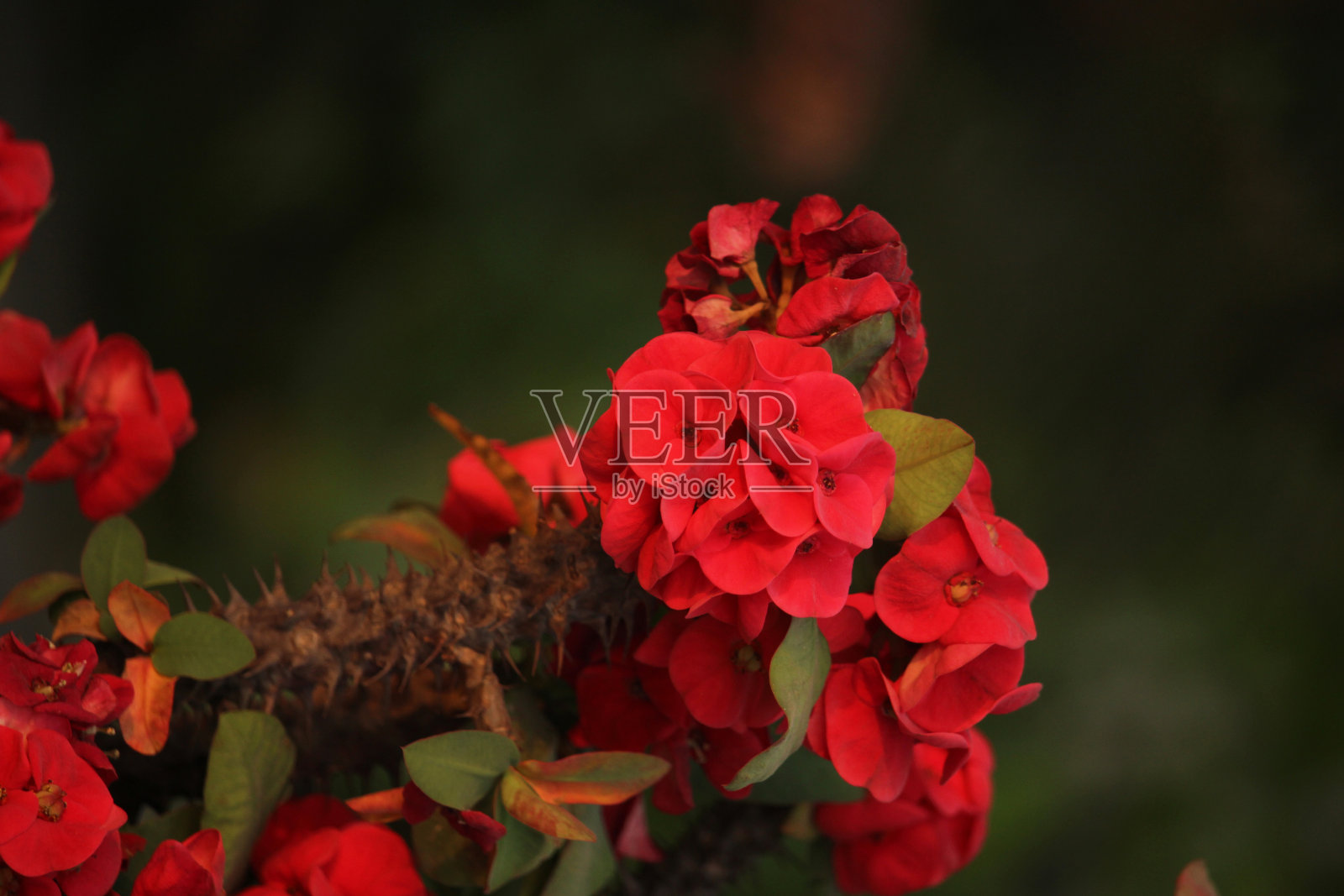 屋顶上，美丽的粉红色花朵在花树上盛开照片摄影图片