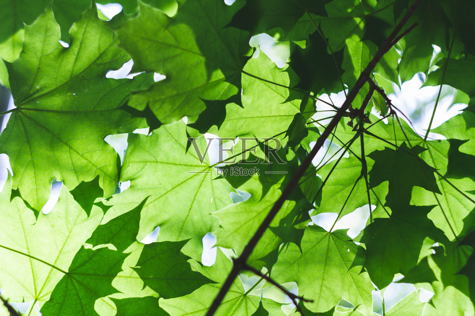 明亮阳光下的绿叶背景。照片摄影图片