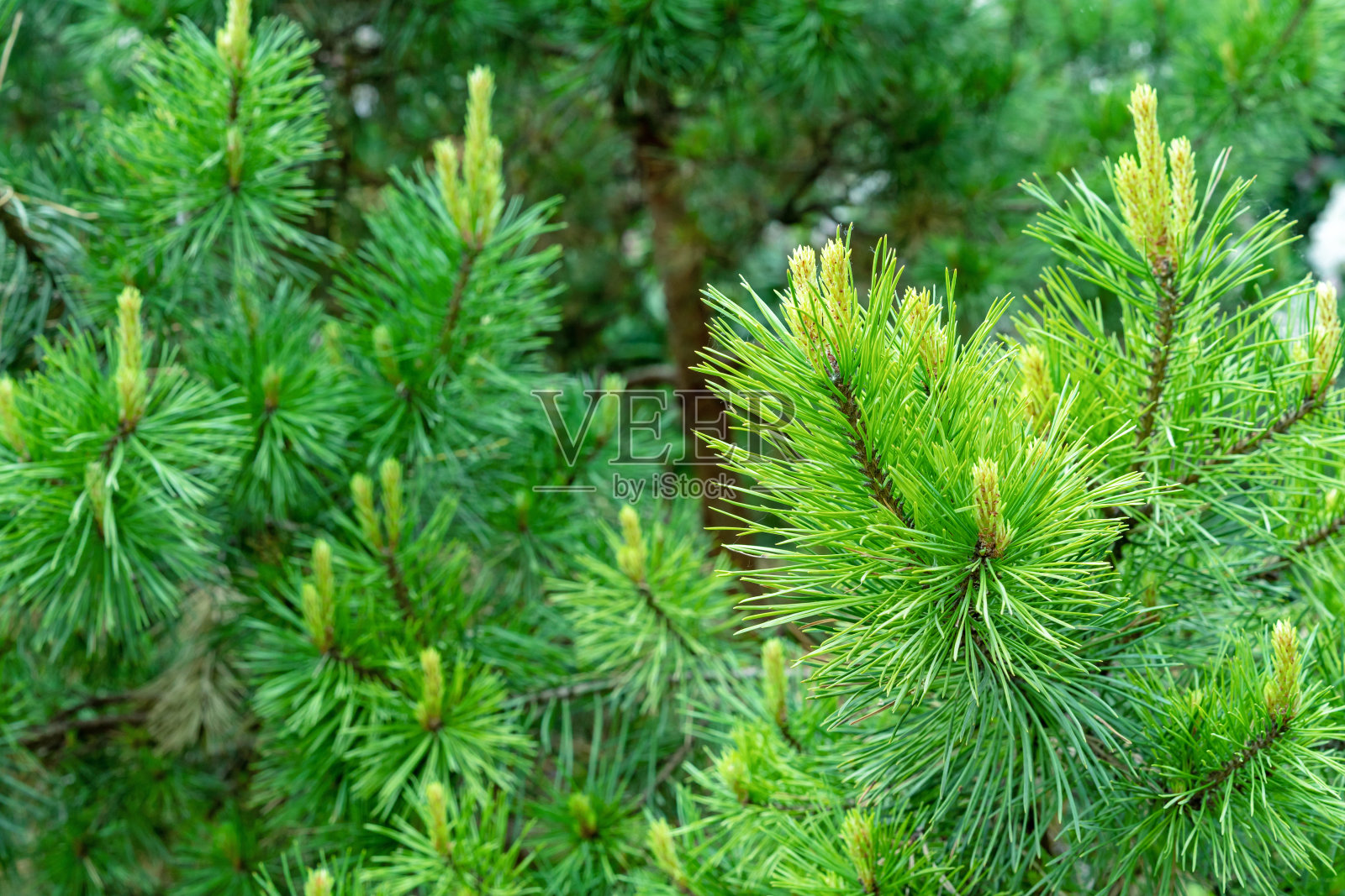 松树上翠绿的嫩芽和嫩芽。带新鲜芽的云杉枝。常绿叶松。照片摄影图片