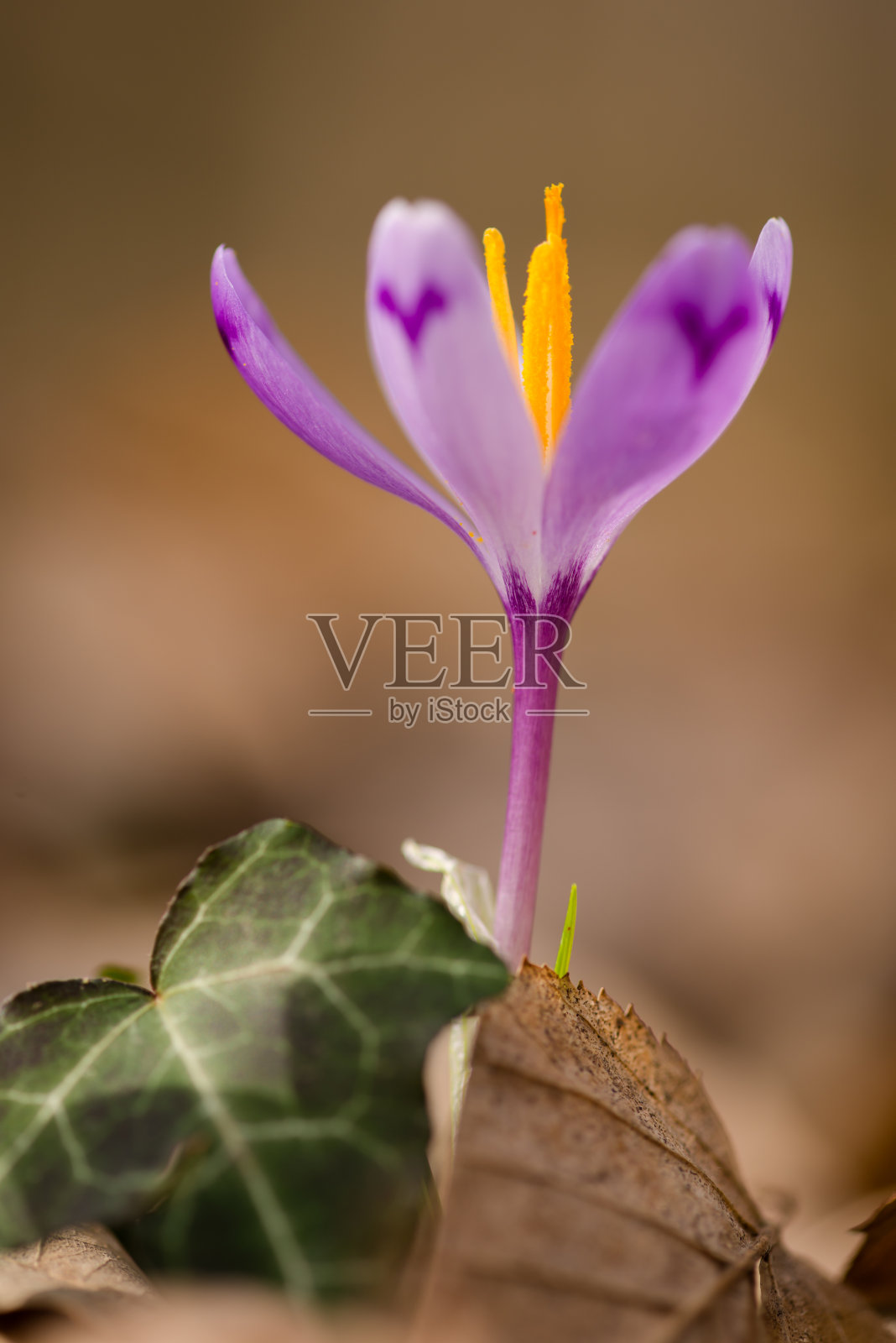 番红花属照片摄影图片