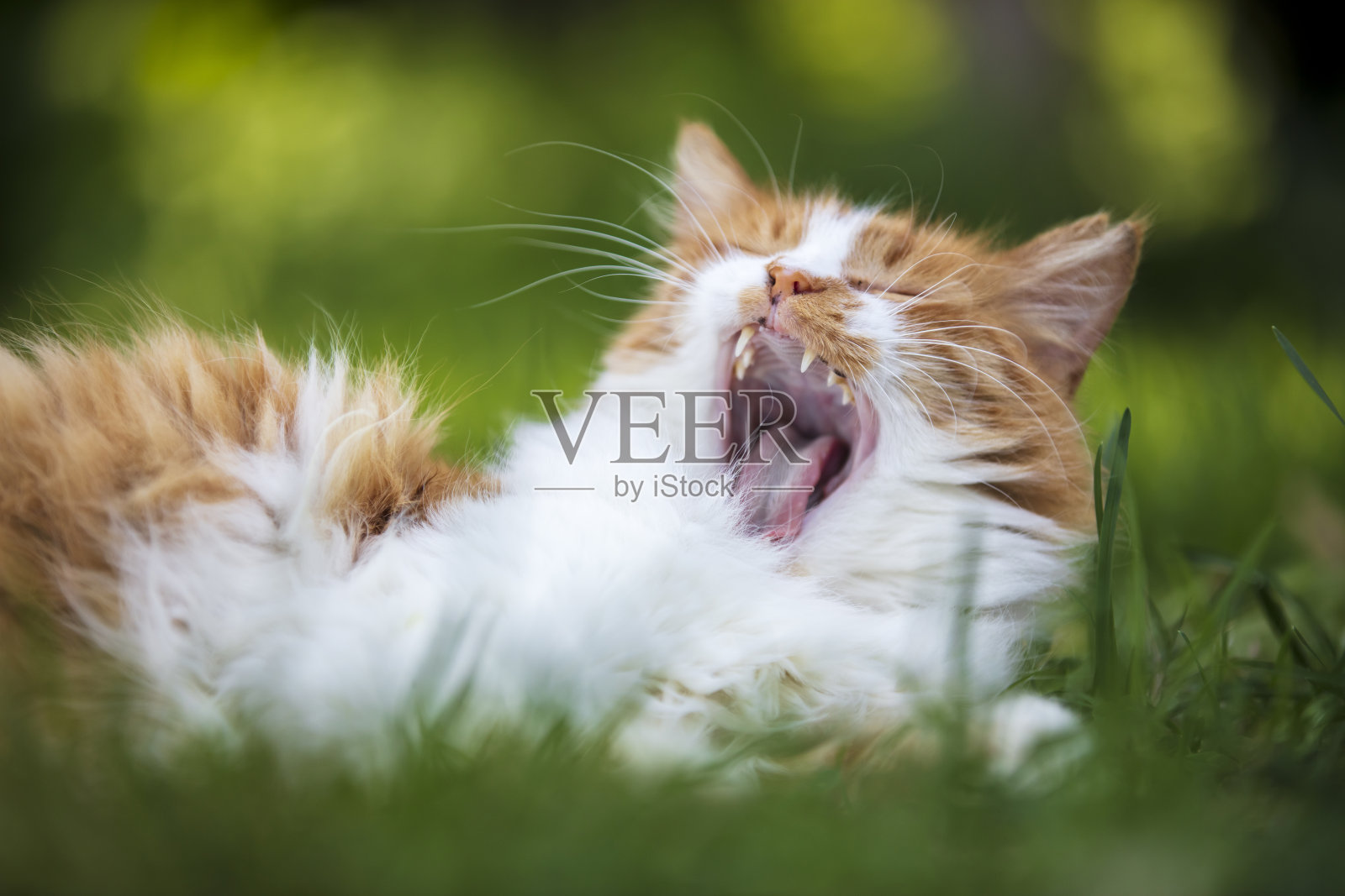 姜猫打呵欠照片摄影图片