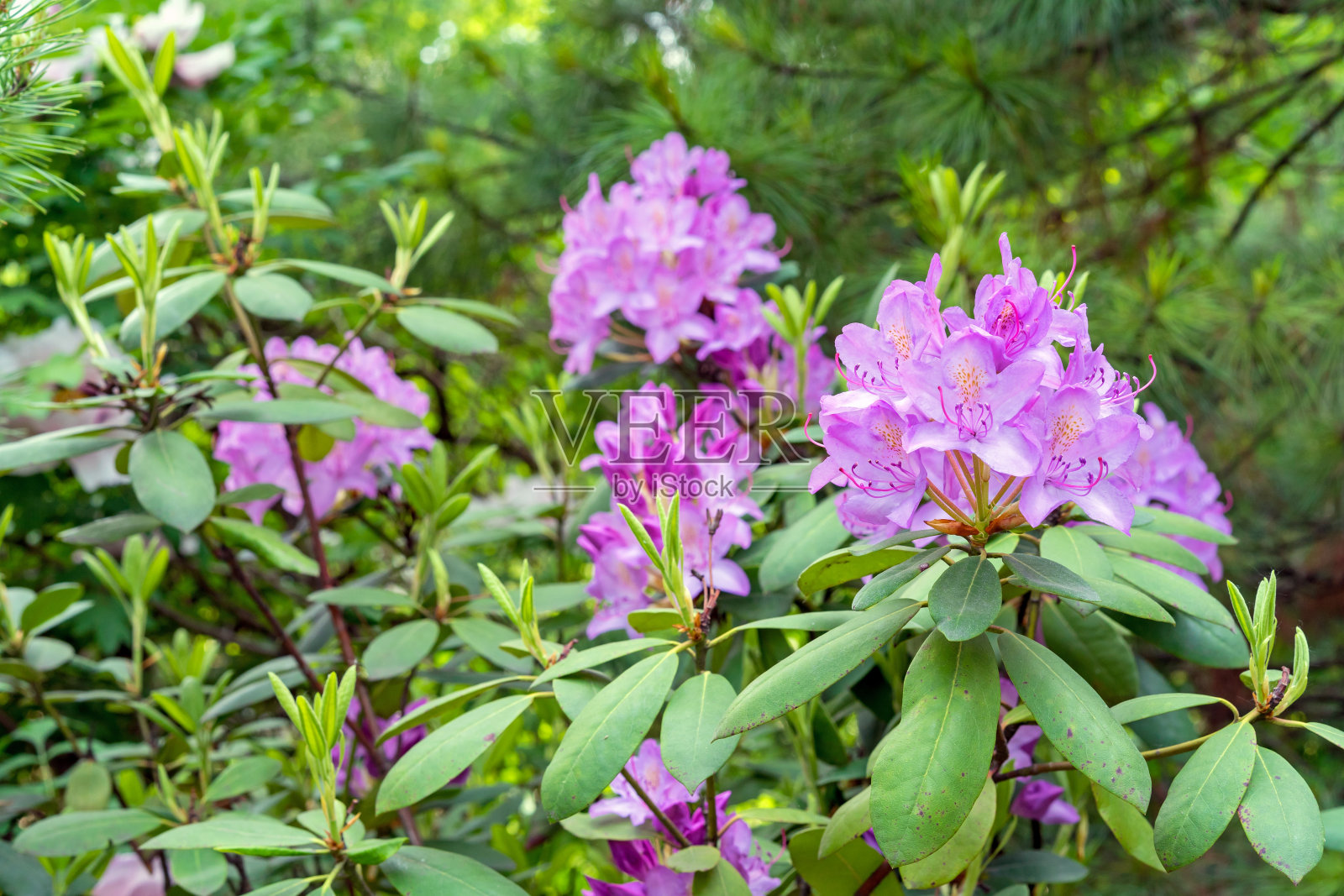 太平洋杜鹃花。淡紫色加州杜鹃花。夏天花园里盛开的杜鹃花。照片摄影图片