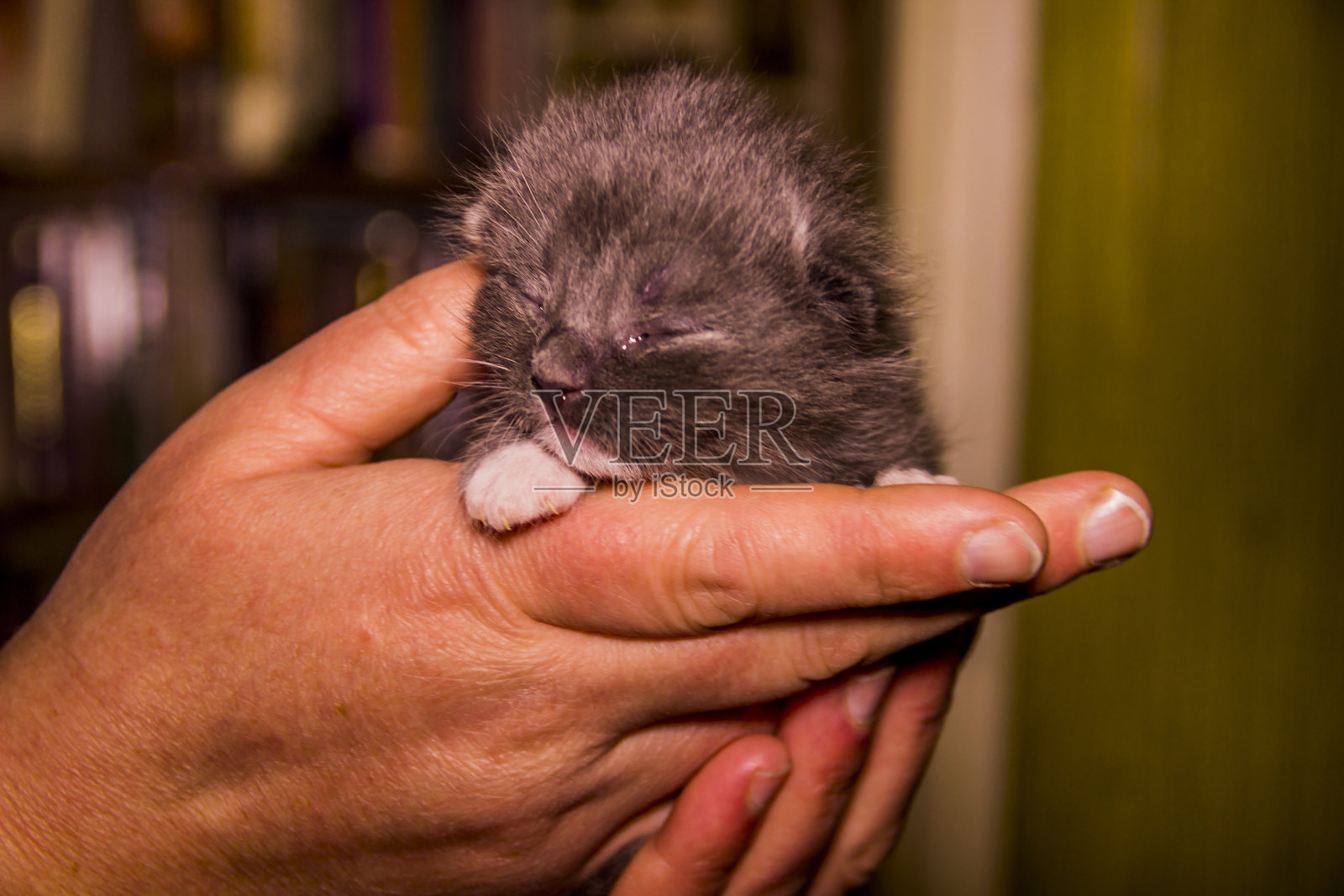 新生的盲灰色小猫在手里照片摄影图片