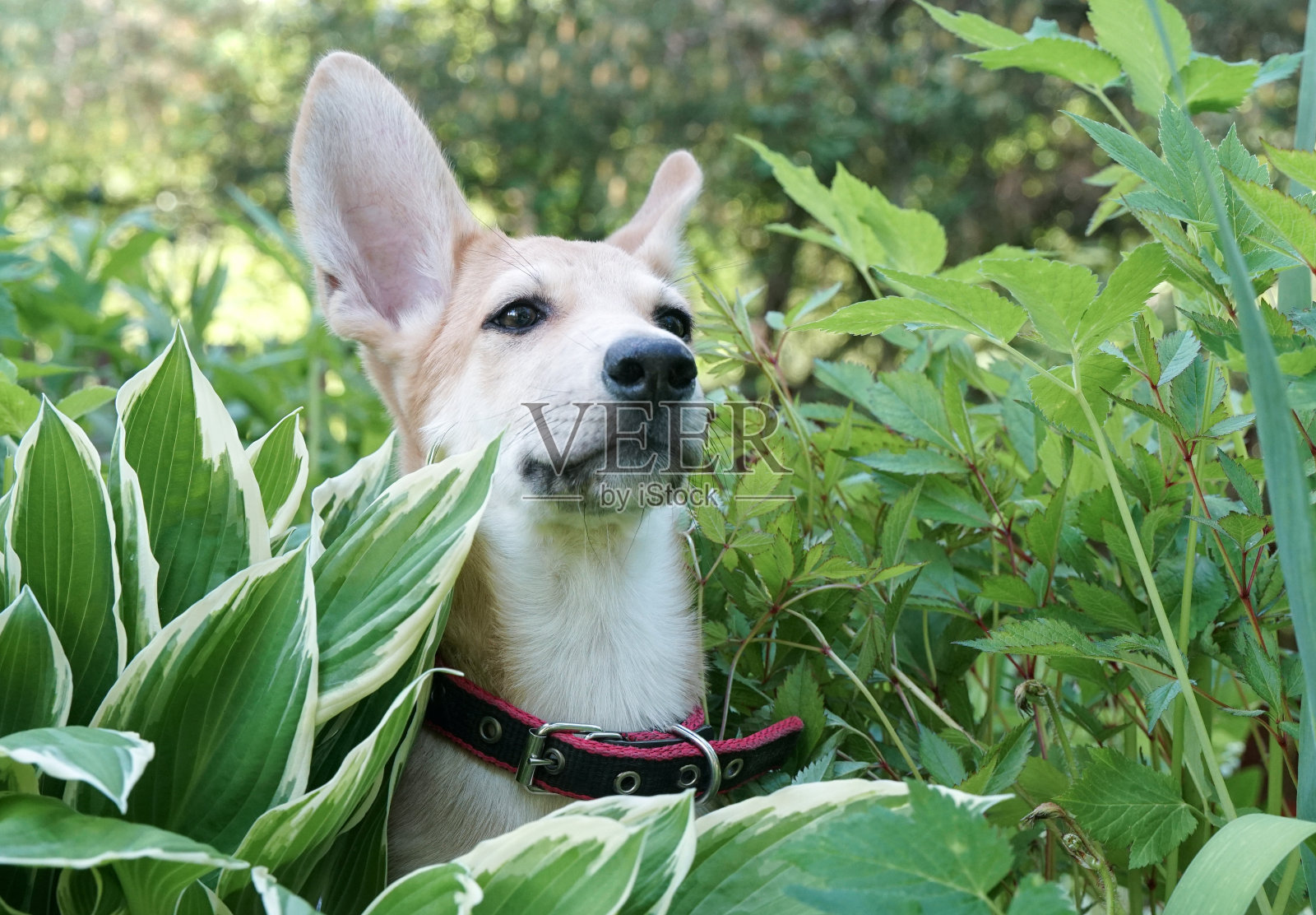 长着大耳朵的小狗坐在花里照片摄影图片