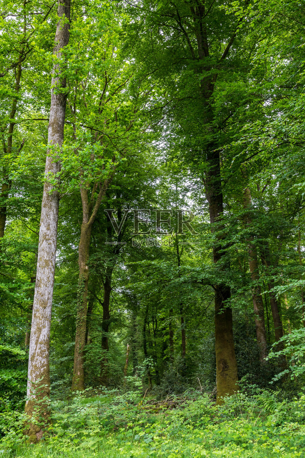 春天的安达恩森林，阴天照片摄影图片