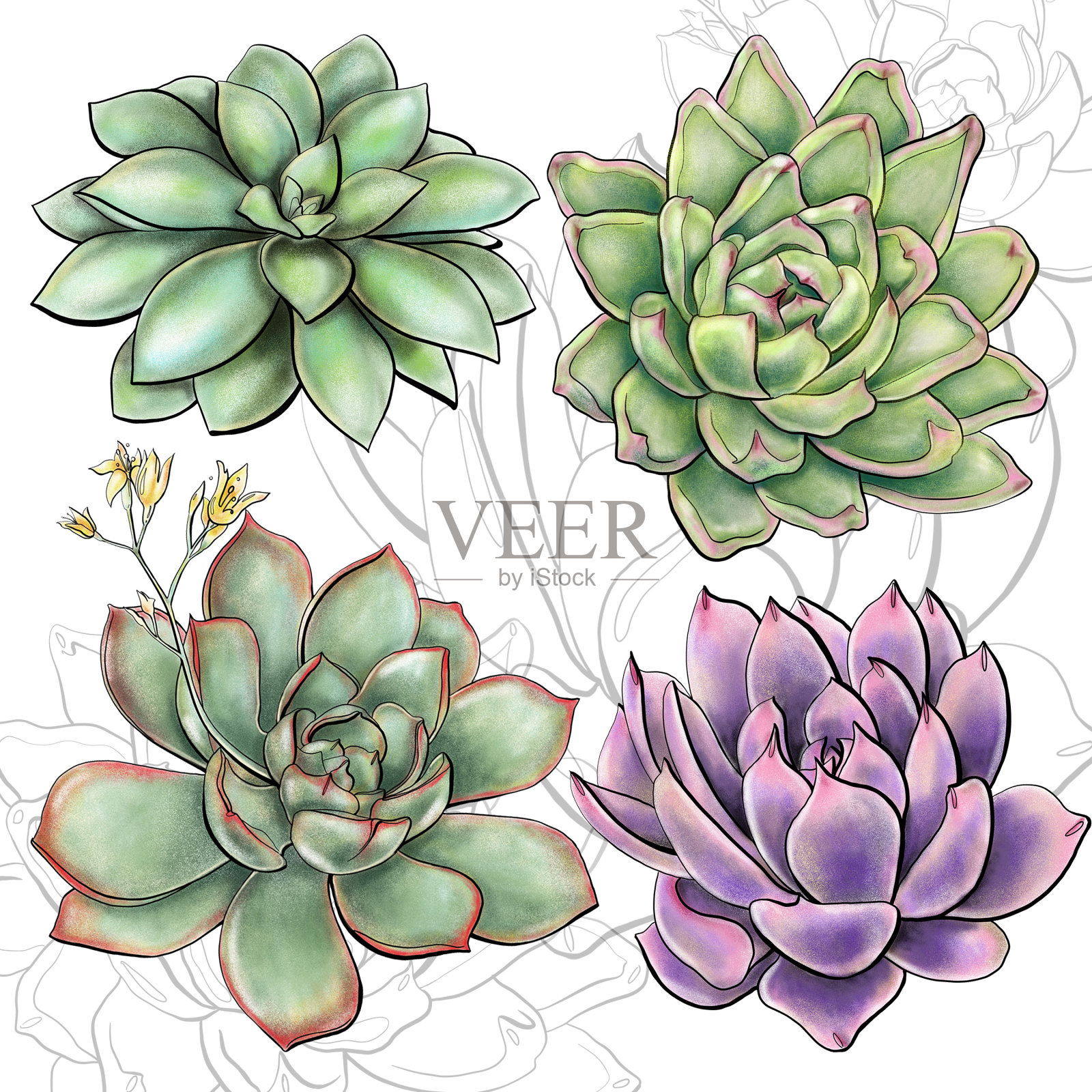 插图植物收集植物常绿，多肉的不同类型和颜色在白色的背景插画图片素材