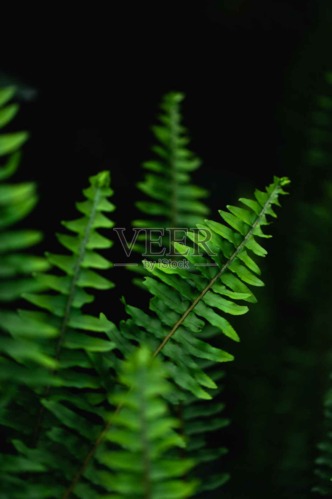 蕨类植物照片摄影图片