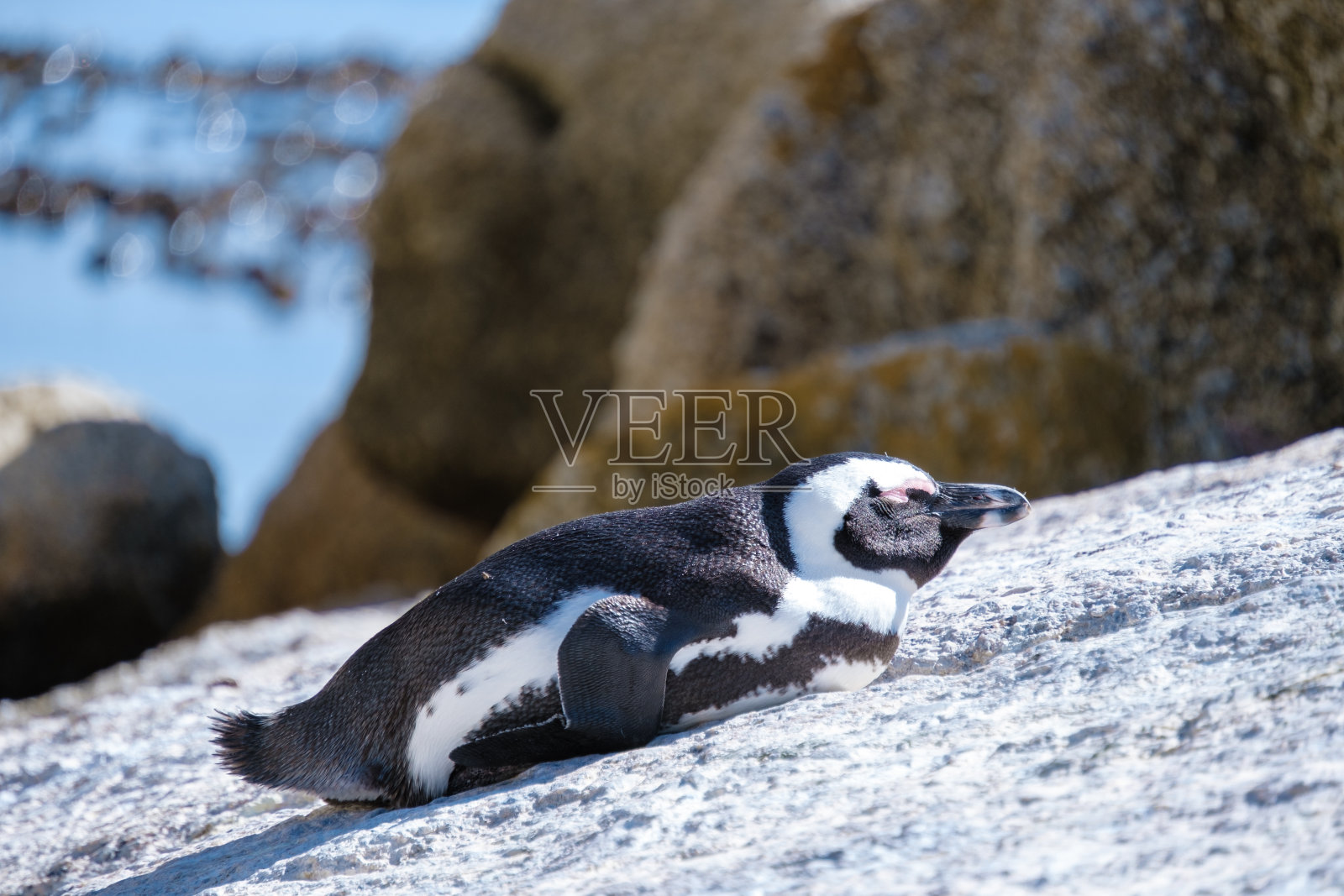 南非开普敦西蒙斯镇的巨石海滩。美丽的企鹅。南非岩石海滩上的一群非洲企鹅照片摄影图片