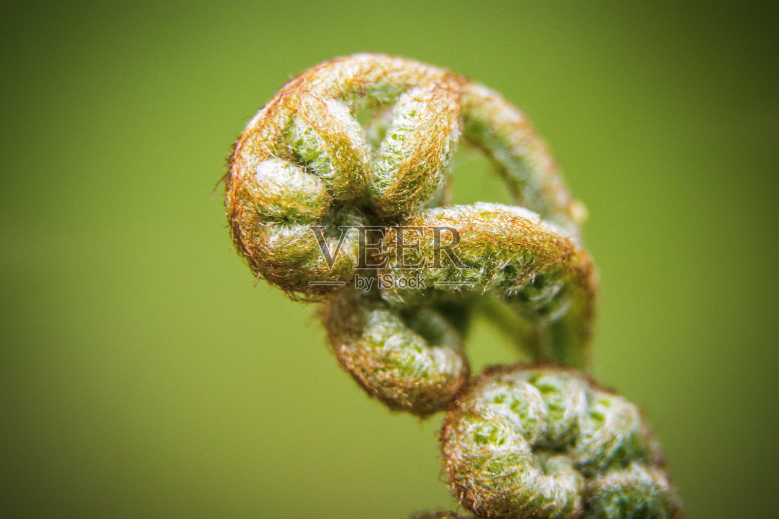 蕨类植物照片摄影图片