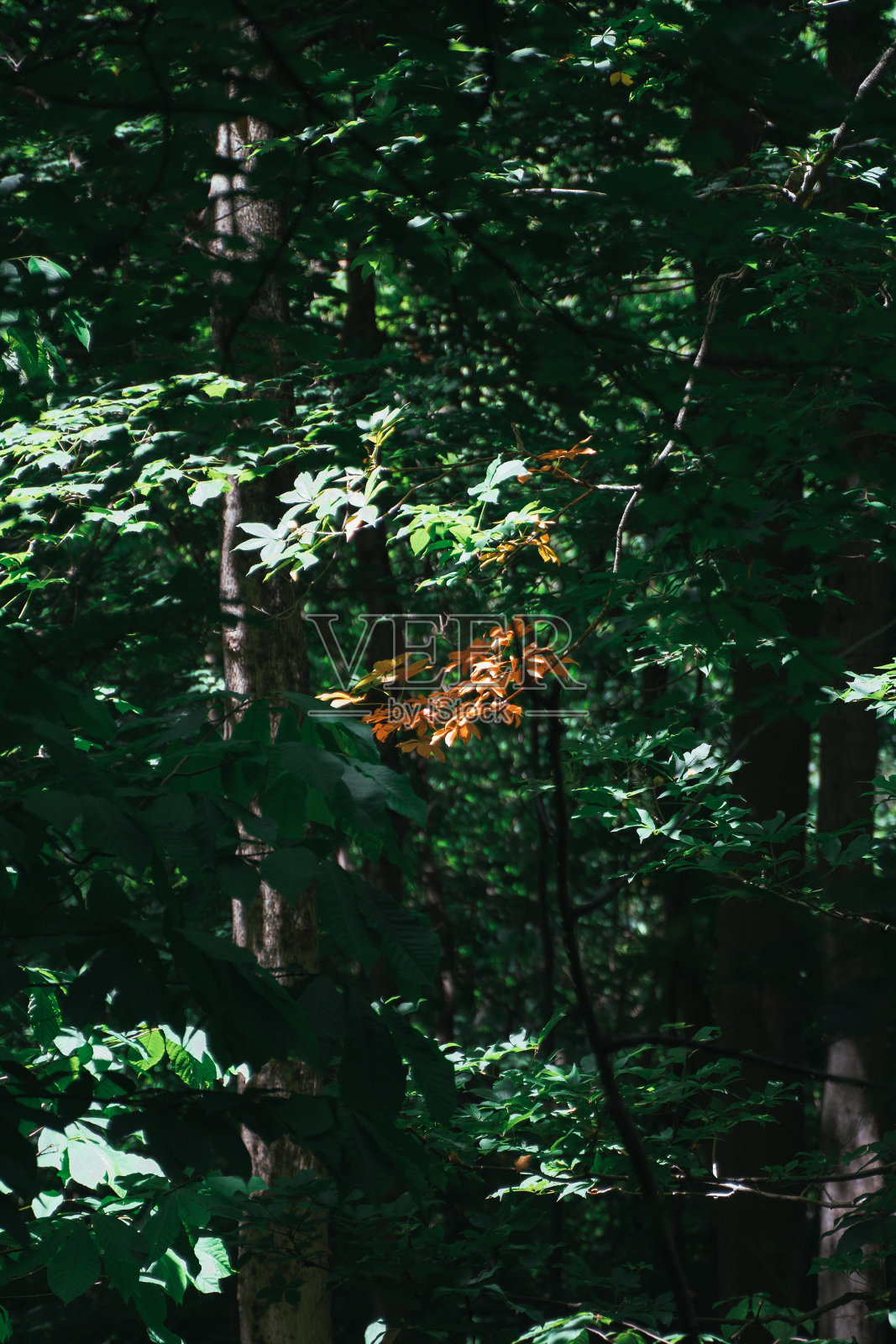 飞溅的颜色照片摄影图片