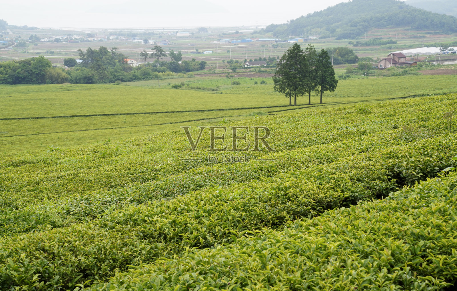 山坡上美丽的绿茶种植园景观。照片摄影图片