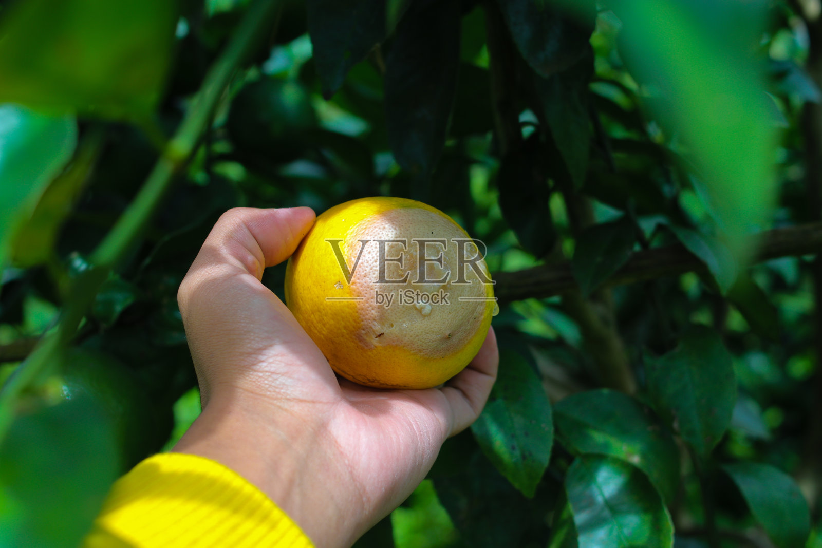 在柠檬园的树上，手拿着一个熟透的柠檬照片摄影图片