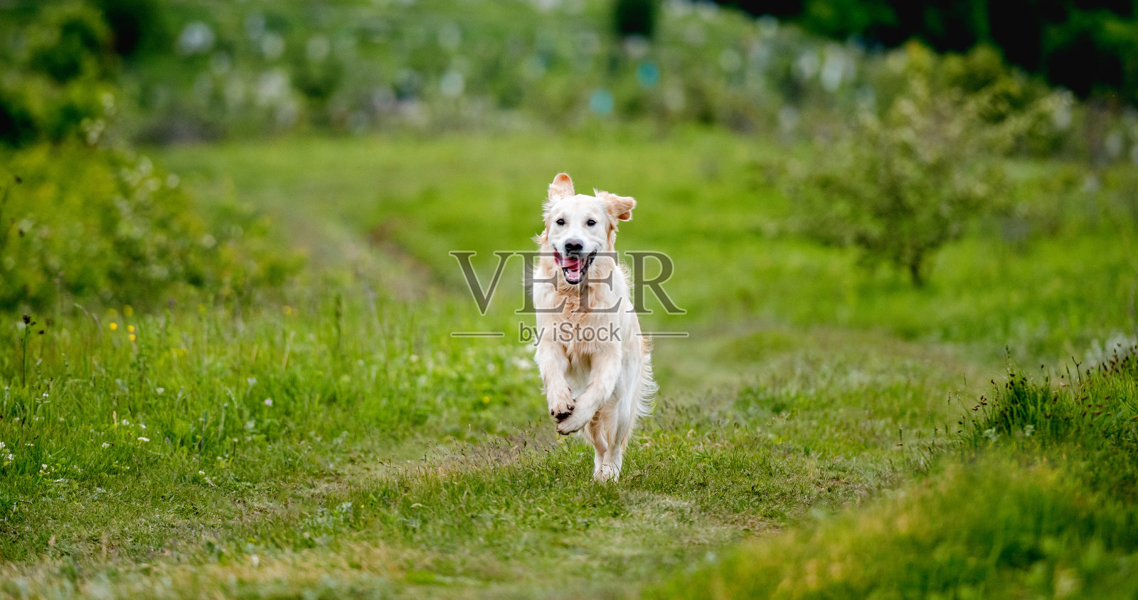 可爱的狗狗在春天的大自然中奔跑照片摄影图片