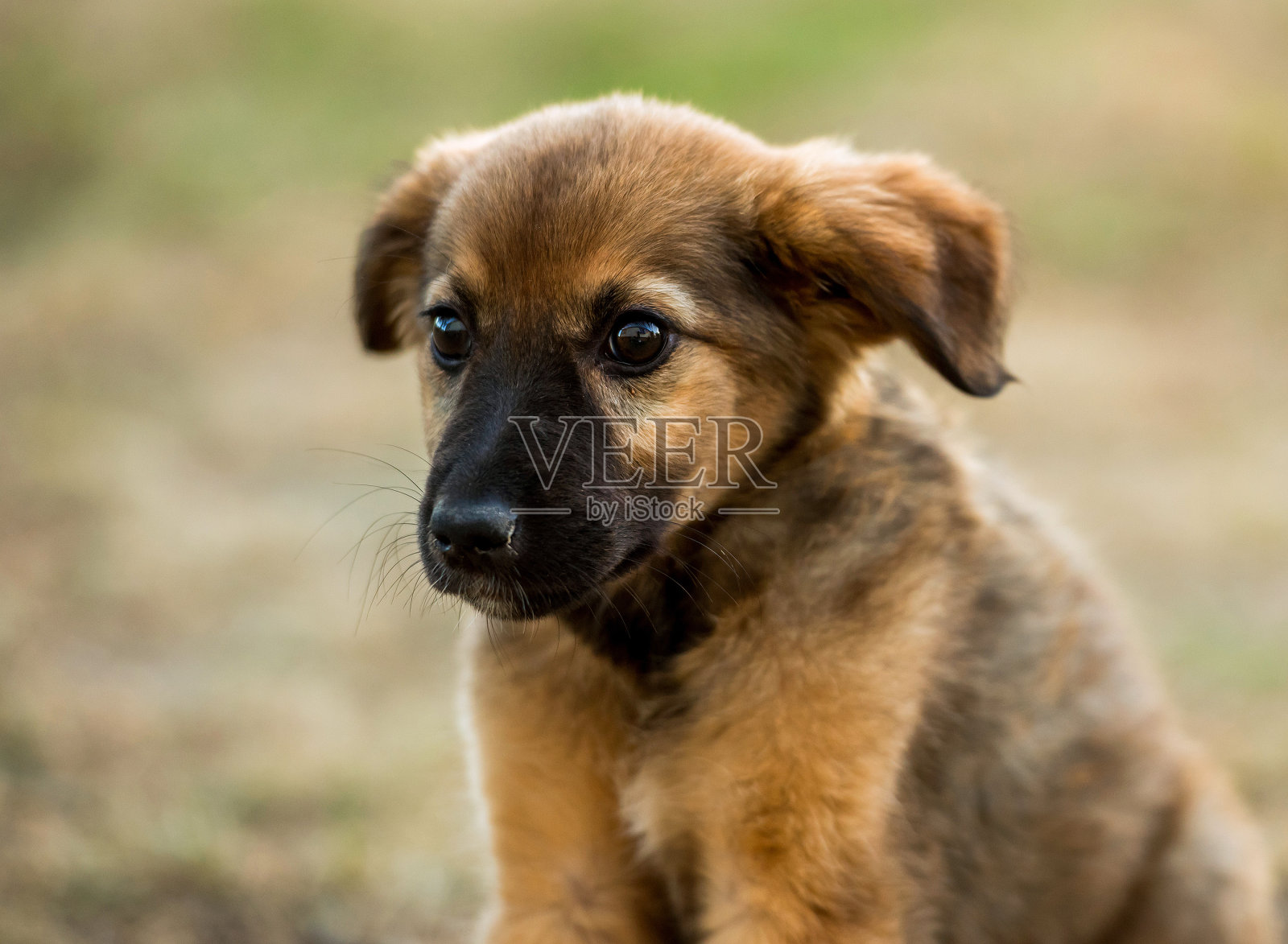 坐在草地上的杂种小狗照片摄影图片
