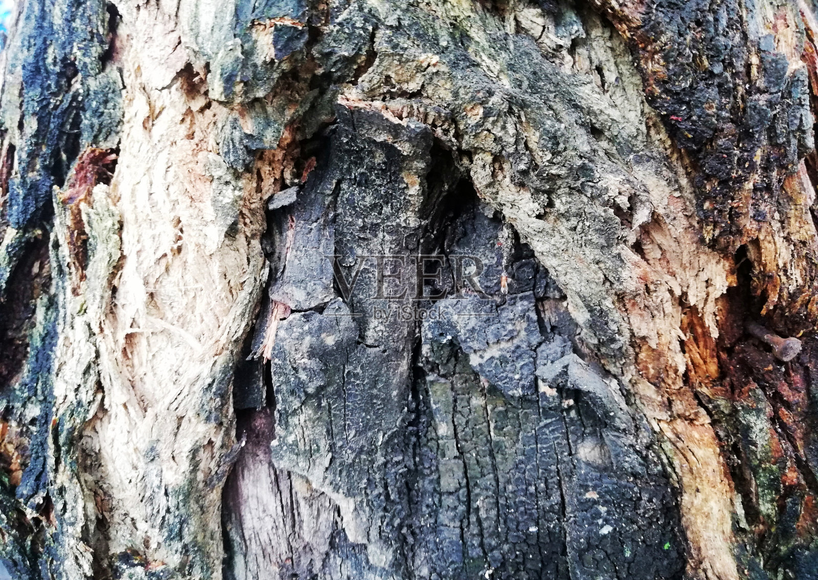 老树干燥皮肤的特写照片摄影图片