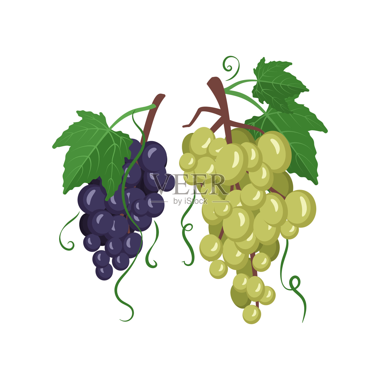 一串深色和浅色的葡萄挂在树枝上设计元素图片