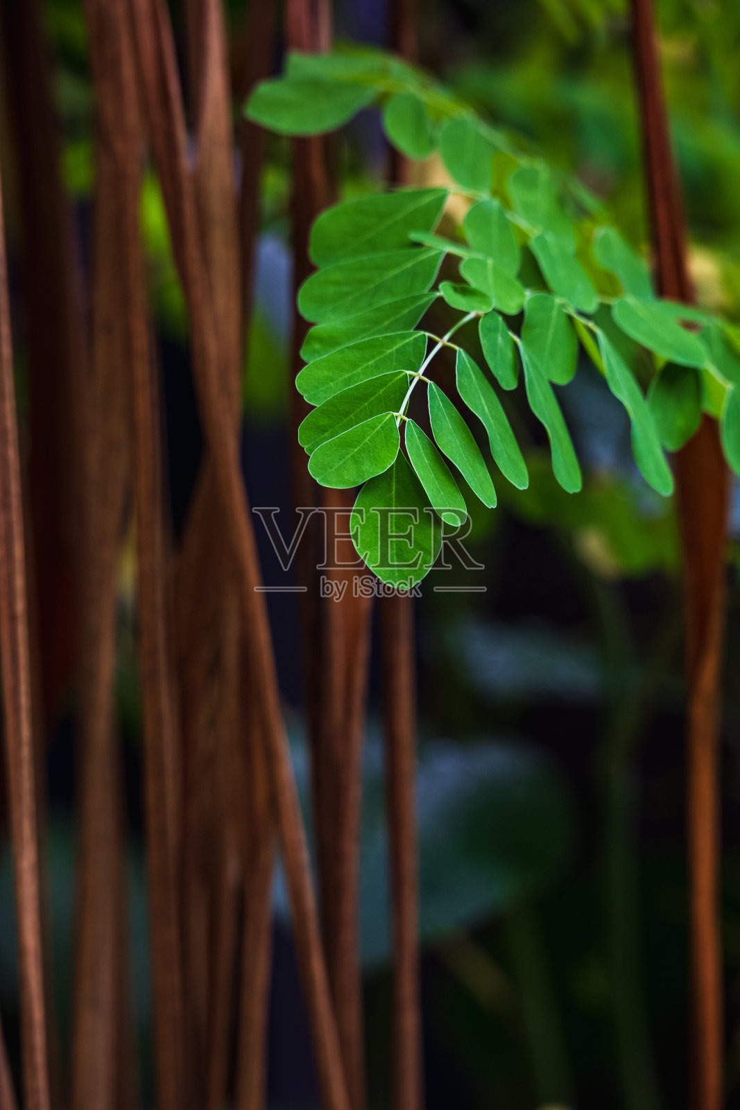 辣木属鉴定照片摄影图片