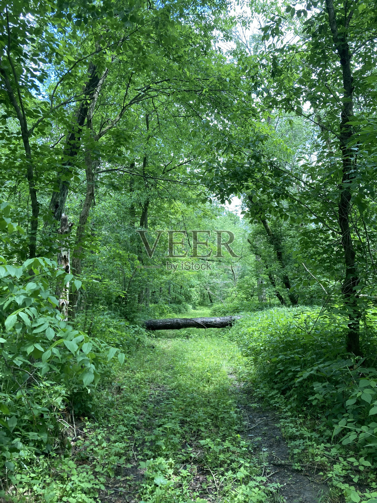 倒下的树挡住了道路照片摄影图片