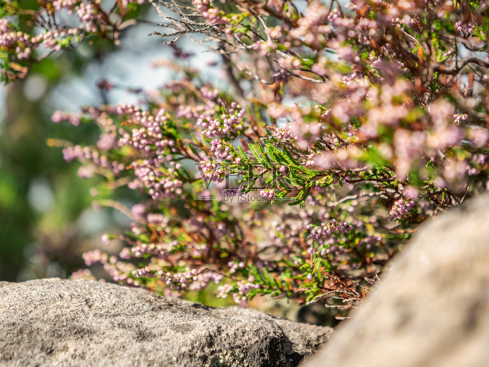 斯匹茨斯坦在撒克逊瑞士-希瑟和岩石高原，宏观，细节，模糊照片摄影图片