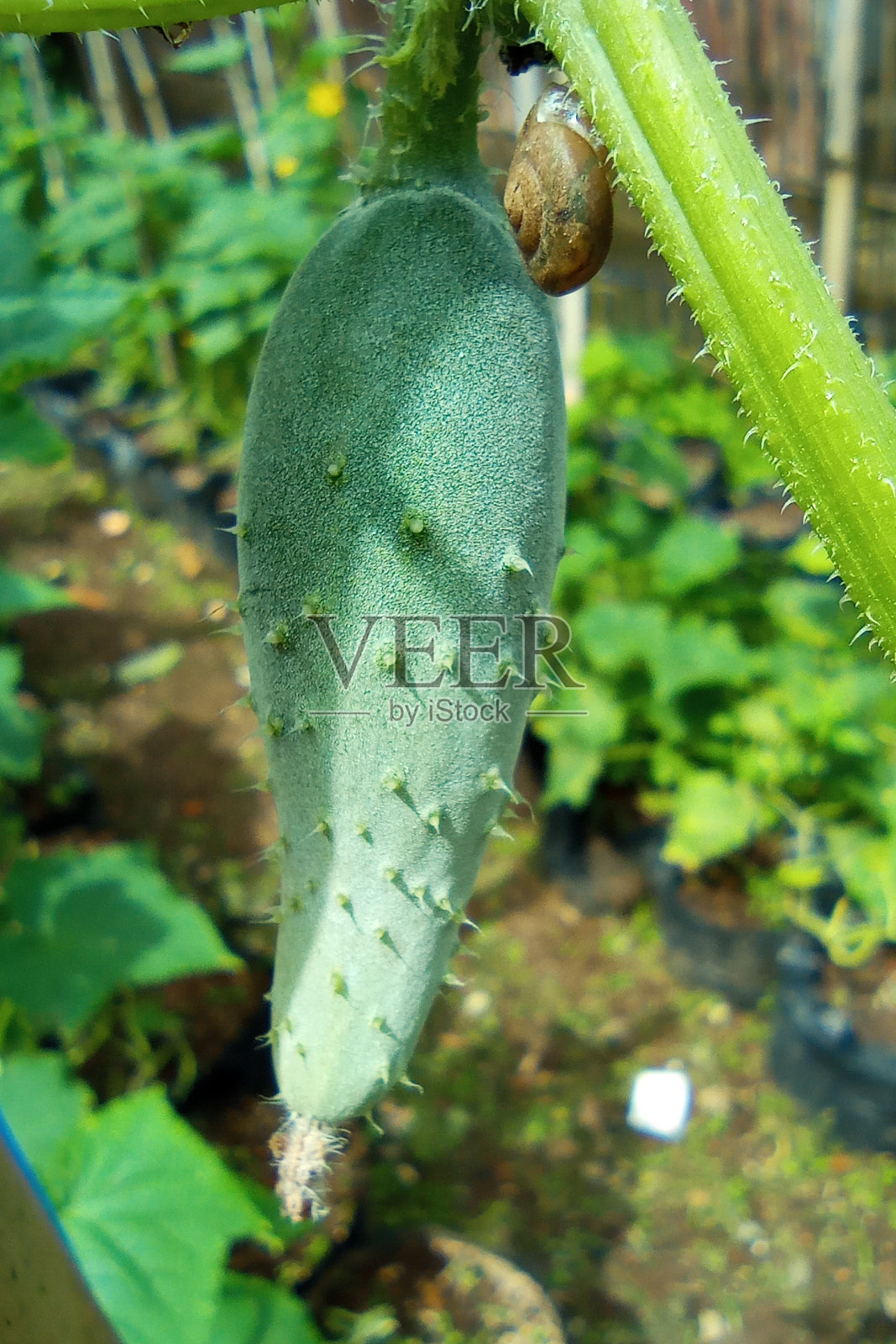 在后院的树枝上生长的小黄瓜的特写照片摄影图片