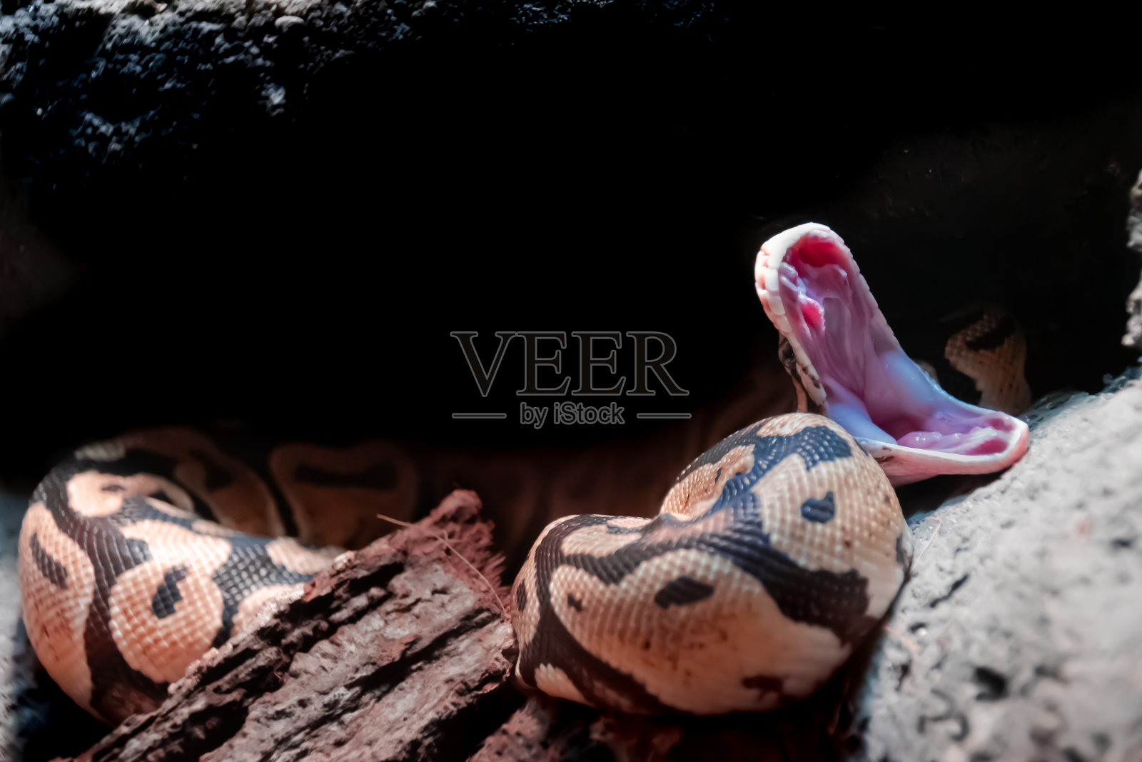 python (python钦定讲座)照片摄影图片