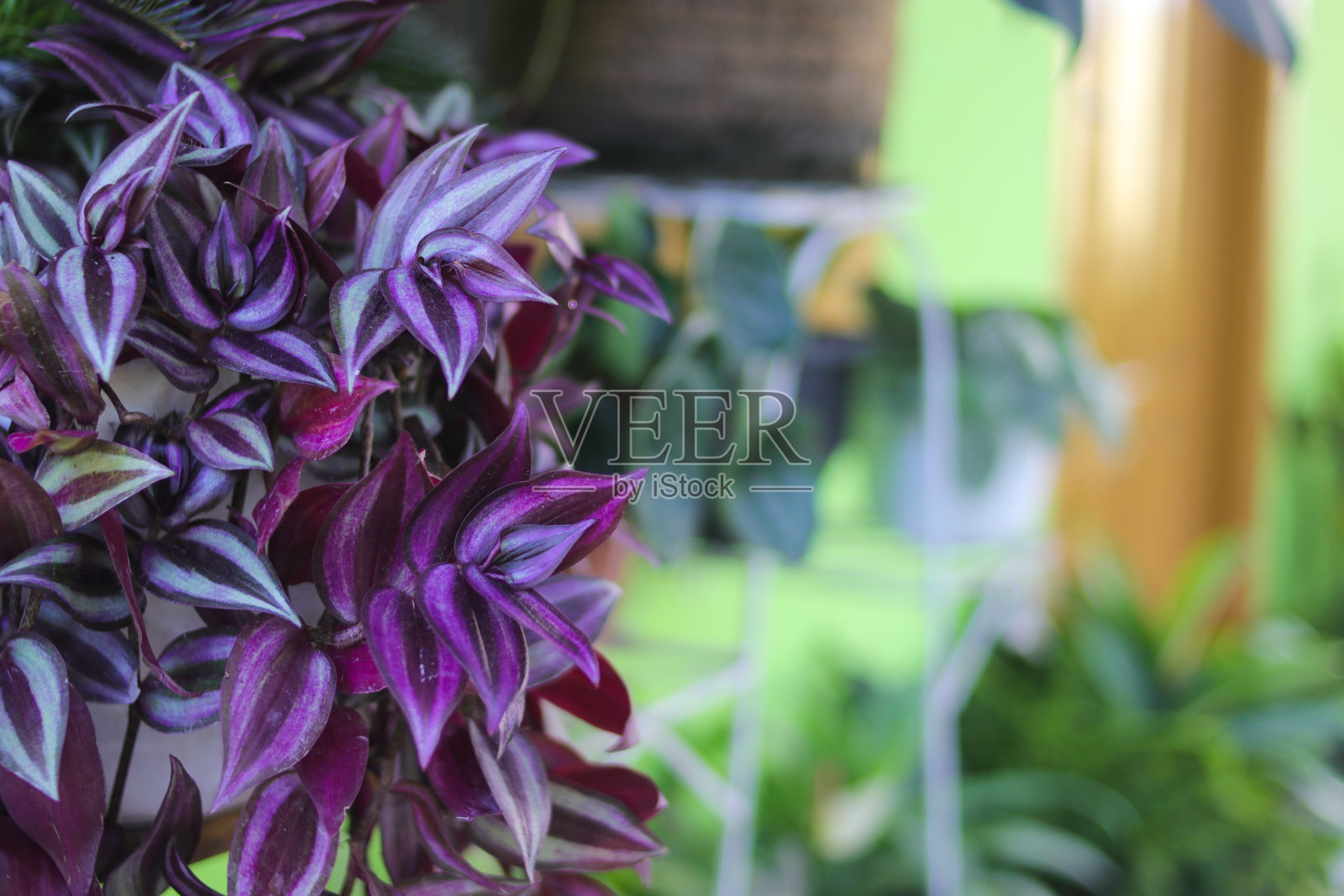 斑马花在后院落叶照片摄影图片