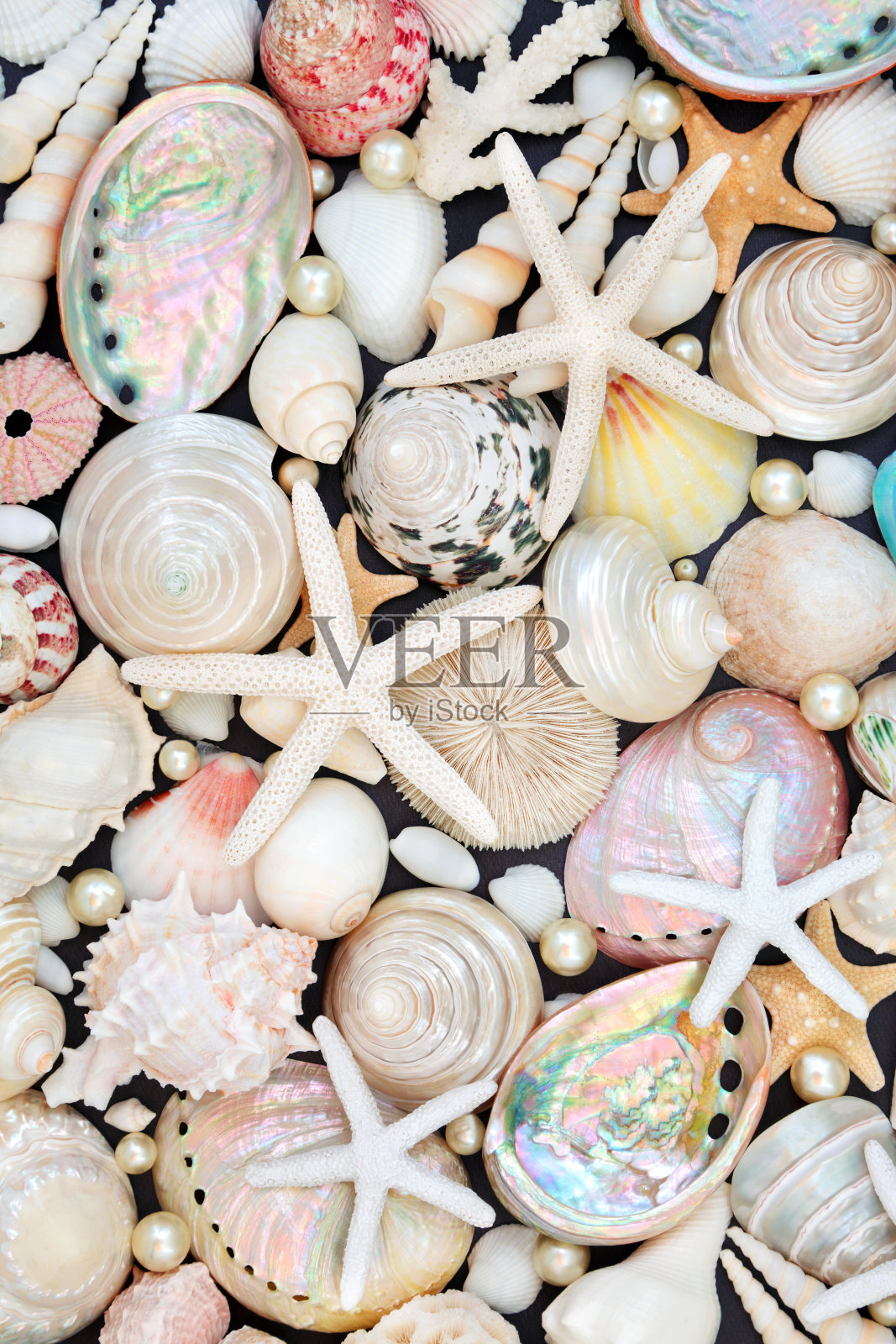 海贝壳海星和牡蛎珍珠背景照片摄影图片