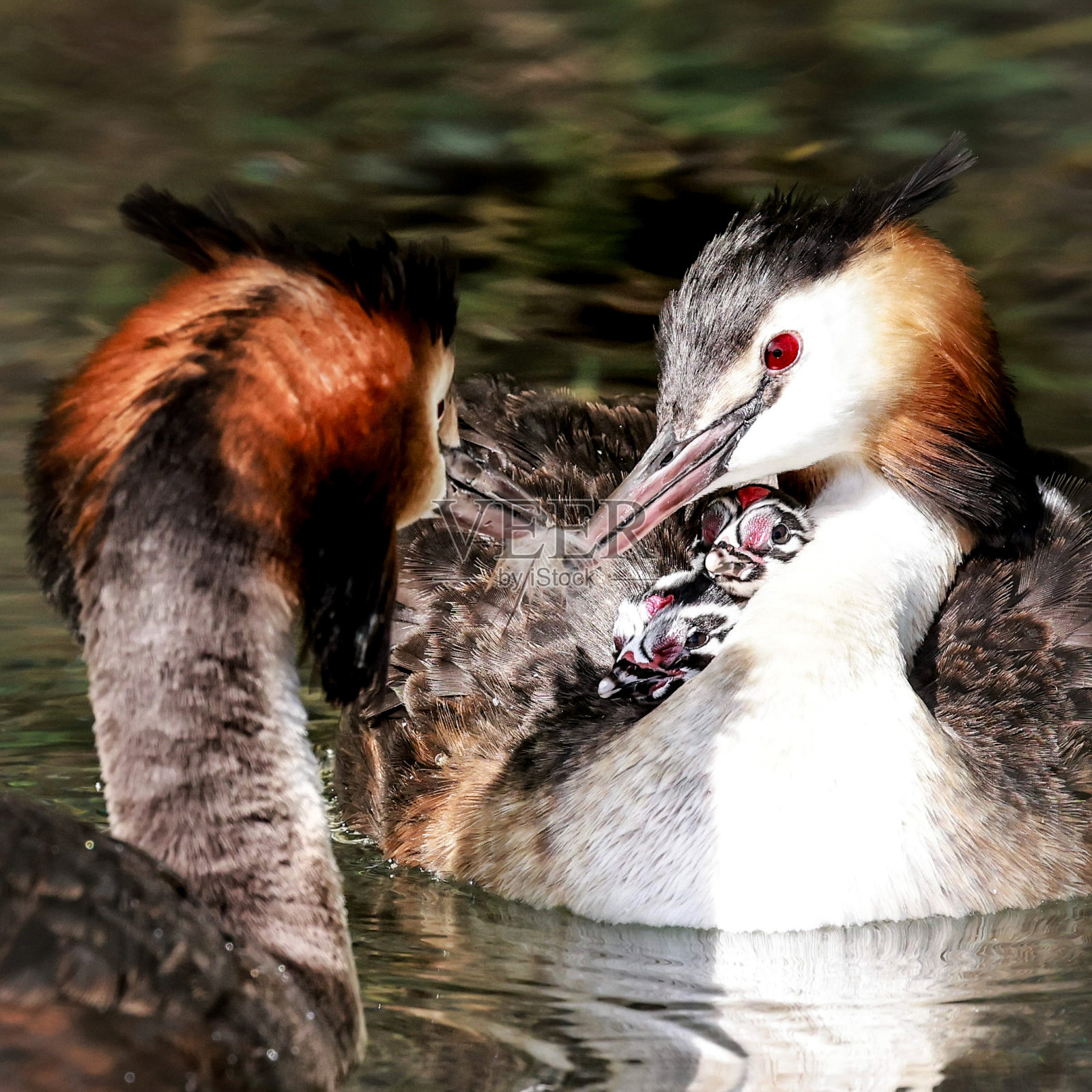 伟大的凤头䴙䴘家族照片摄影图片