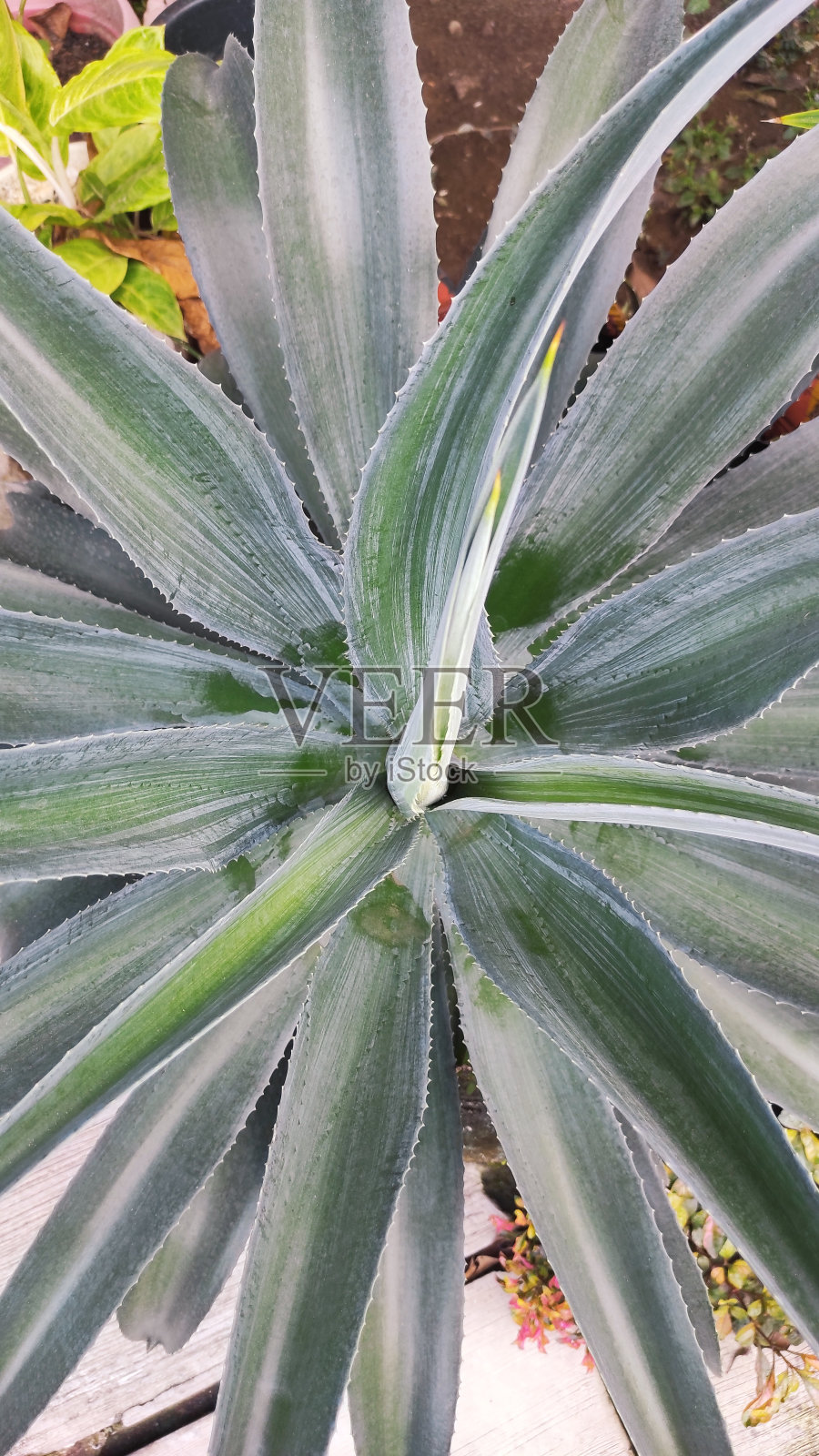 世纪植物的特写镜头照片摄影图片