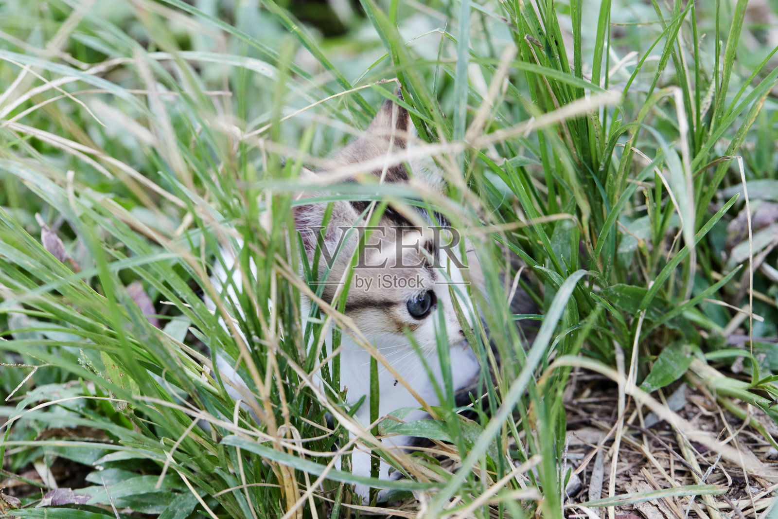 可爱的小猫小猫在草坪上玩耍照片摄影图片