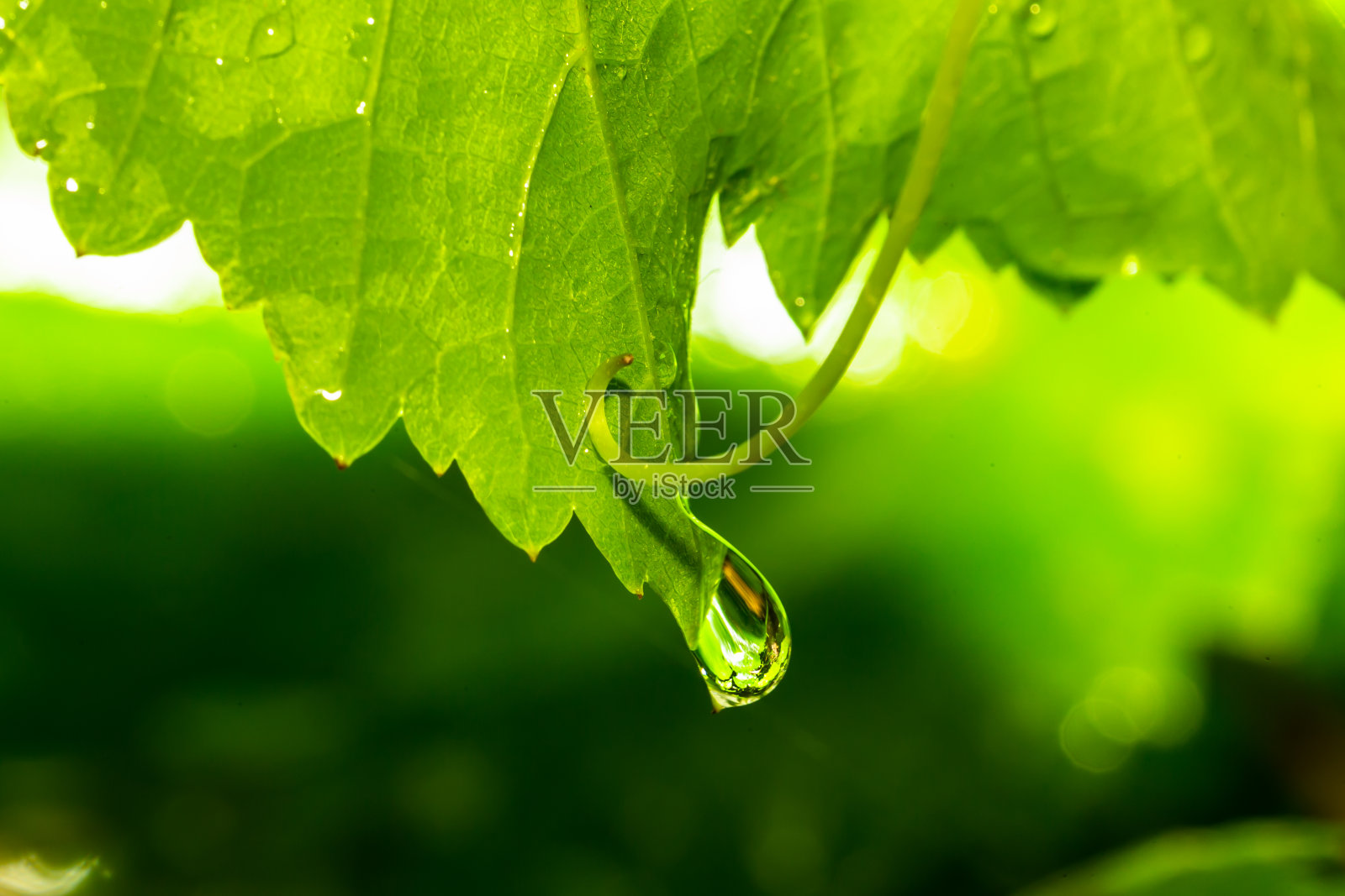 水滴在绿叶上的微距照片。雨滴。潮湿的气候。照片摄影图片