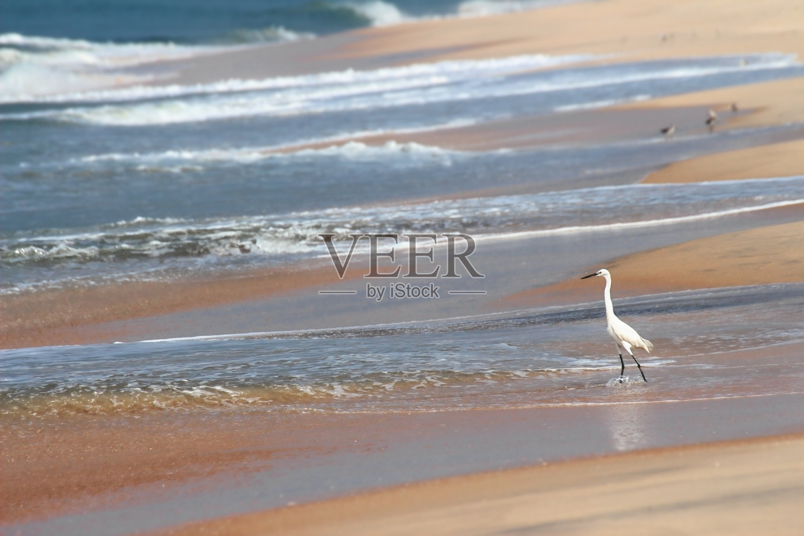 沙滩上的白鹭照片摄影图片