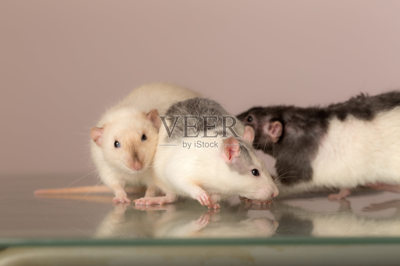 家鼠放在桌子上照片摄影图片