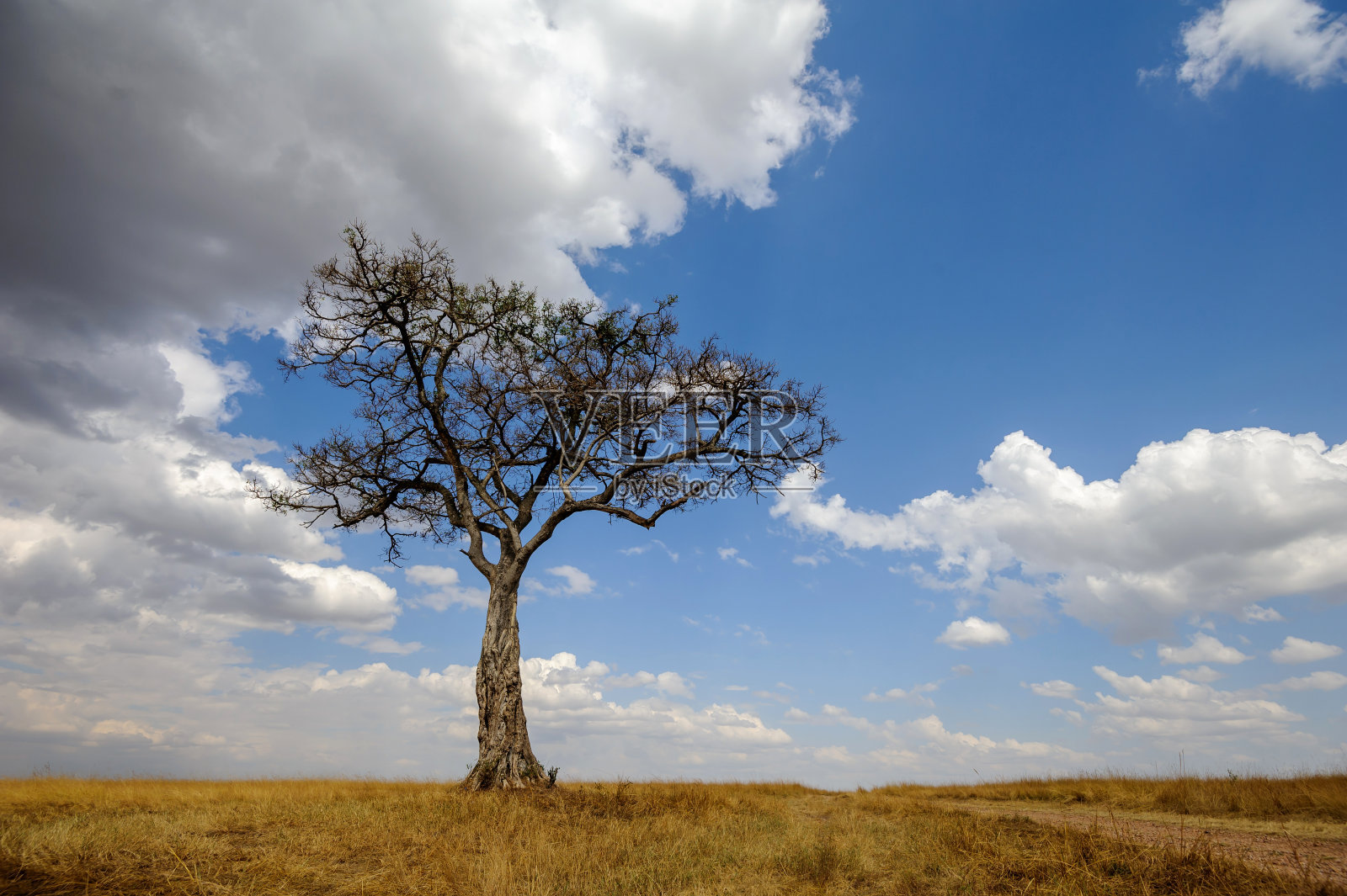 在非洲大草原上有金合欢树的美丽风景照片摄影图片