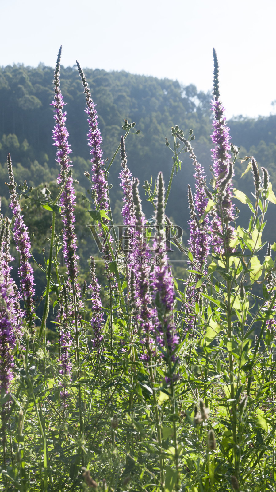 山上野生灌木中的紫色花朵照片摄影图片