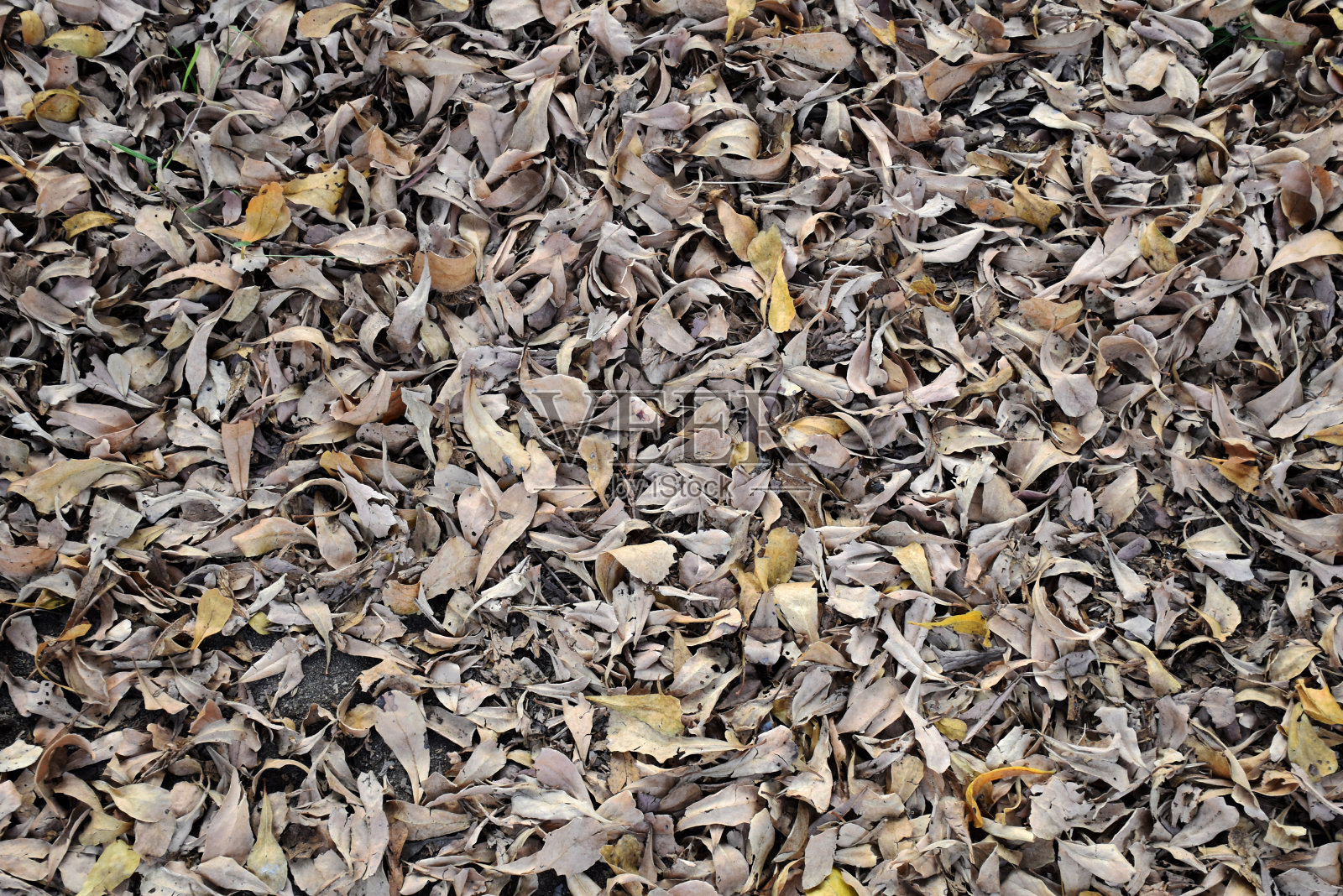 地面上的枯叶以秋季枯水季为背景照片摄影图片