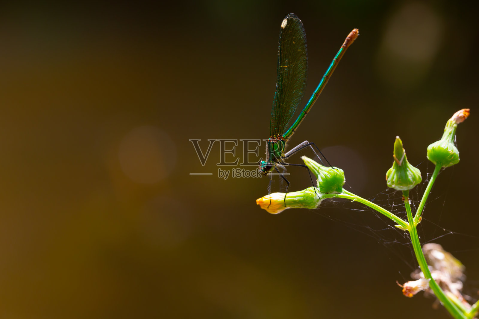 一只蓝翅膀的蜻蜓栖息在一根绿色的树枝上。河流和湖泊的昆虫。魔鬼的马。照片摄影图片