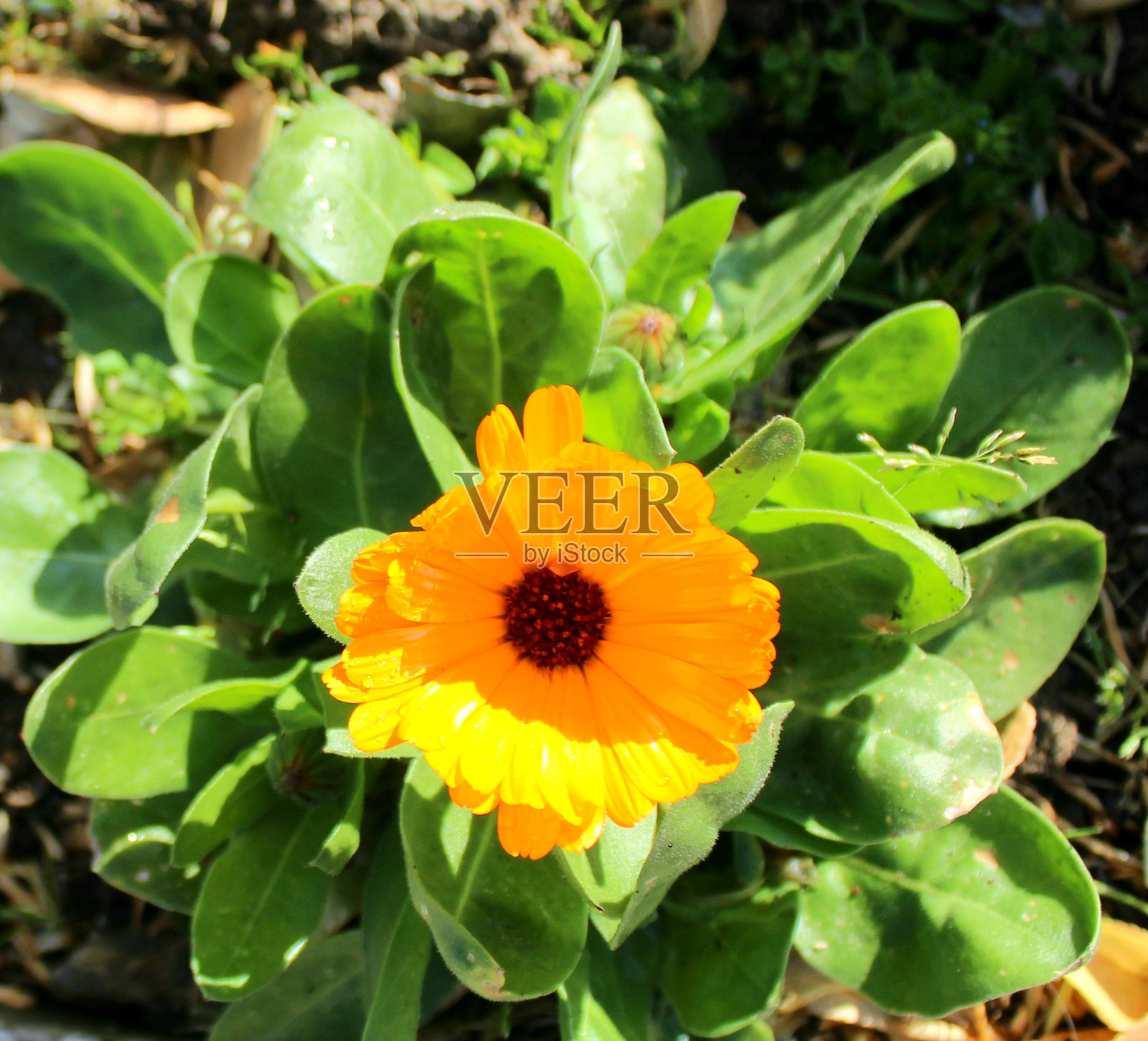 Gerbea橙色照片摄影图片