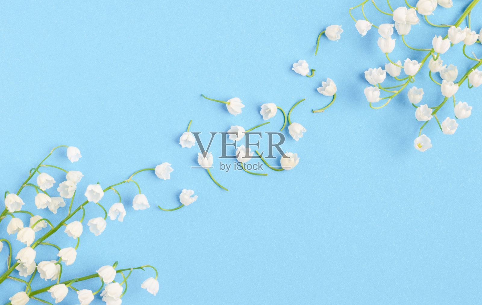 蓝色背景上的花组成。照片摄影图片