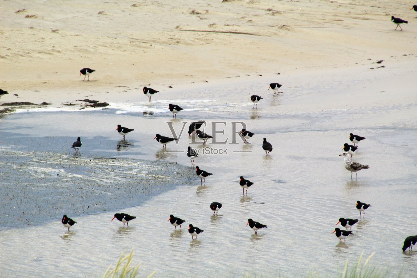 塔斯马尼亚东部海岸照片摄影图片
