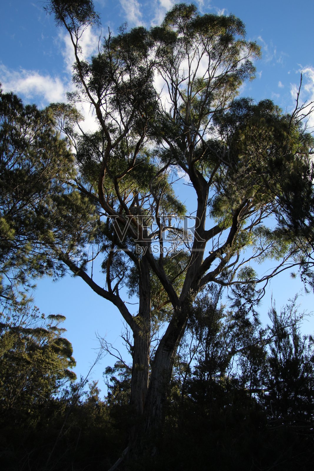 科尔斯湾照片摄影图片