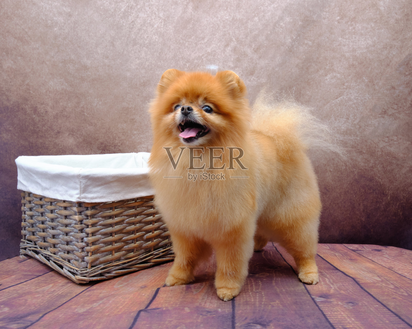 一只博美犬站在一个藤筐旁照片摄影图片